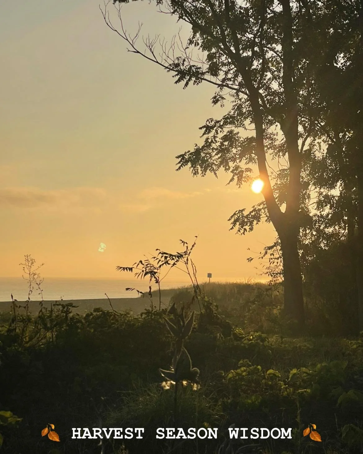 What did your practice grow this year?

Maybe it&rsquo;s:
Softer self-talk. Stronger boundaries.
A calmer nervous system. Deeper sleep.
The courage to feel. The wisdom to rest.

Your healing is your harvest.
Time to celebrate what you&rsquo;ve cultiv