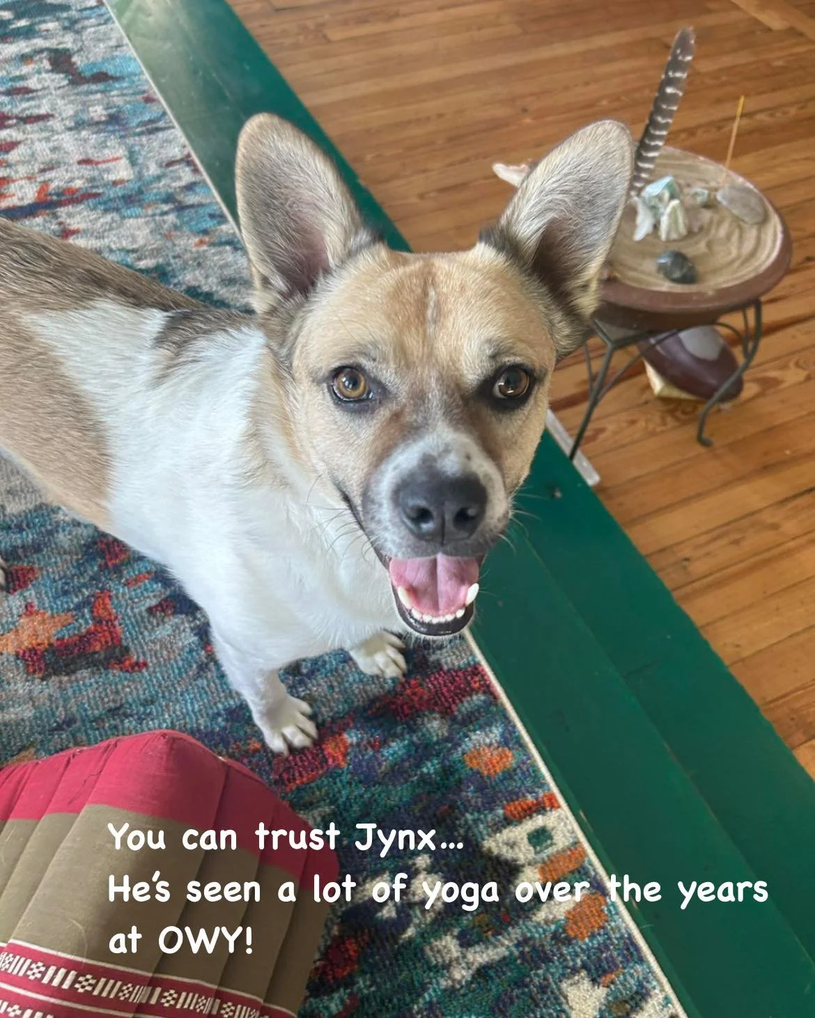 MYTH: 🚫 &ldquo;Yoga is too hard. I&rsquo;m not strong/flexible/fit enough.&rdquo;

FACT: ✅ What Jynx knows&hellip; At Open Way Yoga, you don&rsquo;t need to arrive strong or flexible&mdash;you become those things through practice.

Here&rsquo;s what