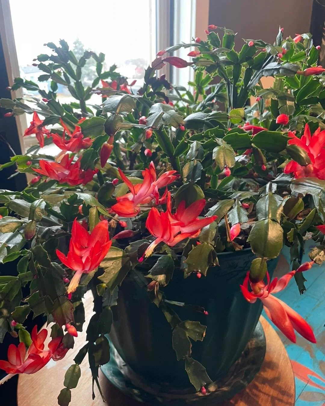 If you need a reset as the holidays begin to swirl around us like snow in a globe, we&rsquo;ve got you. 
Classes in both Huron and Sandusky.  https://openwayyoga.com
#CozyYoga #openwayyoga #christmascactus