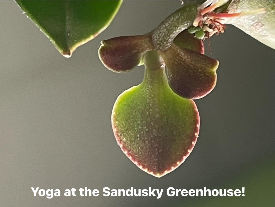 Last chances for greenhouse yoga this season!
Join Nicole tonight (Wednesday) at 6p
Or Shannon Saturday at 7a for sunrise.

Use your unlimited OWY pass or drop in for $10
