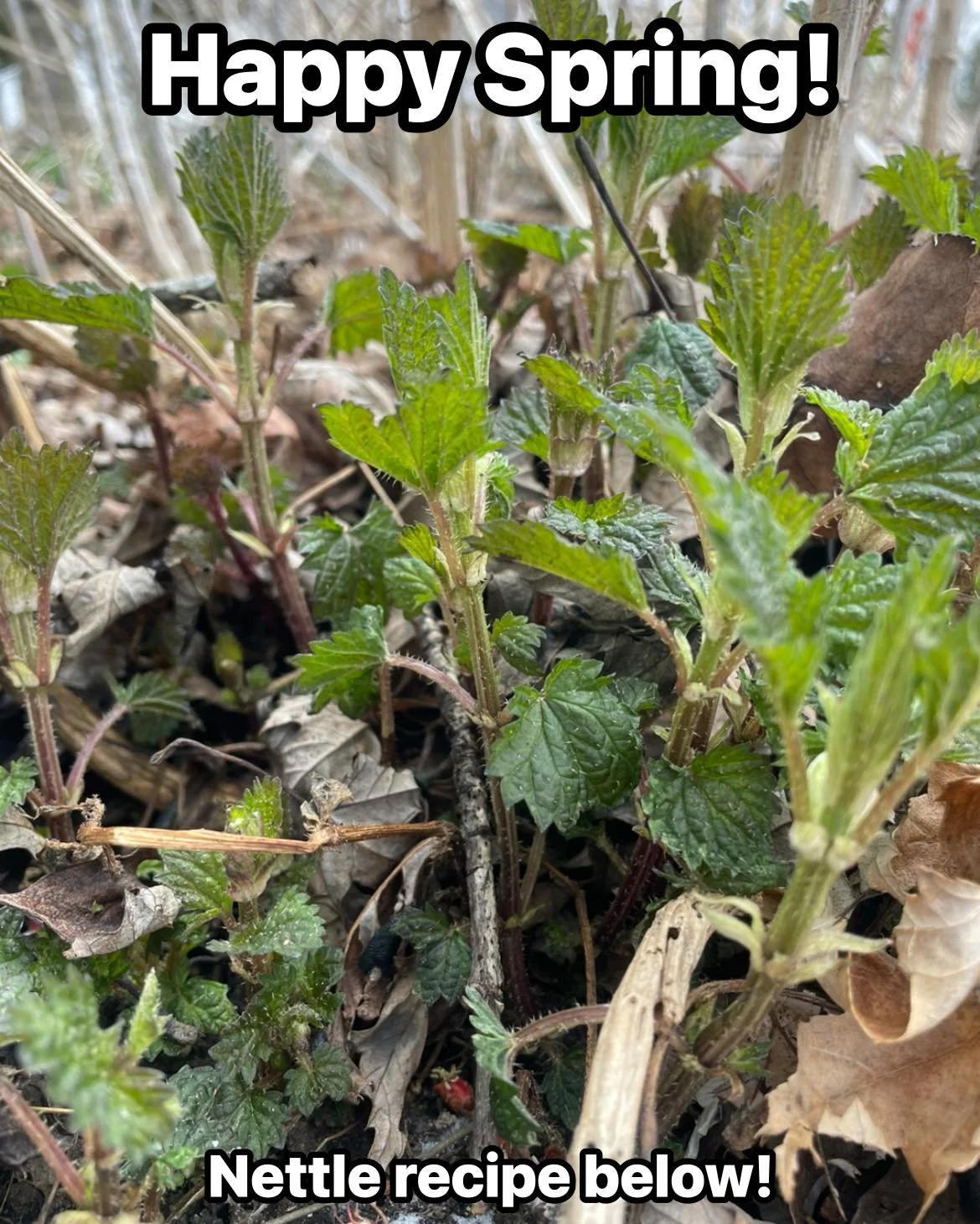 Whether it feels like it or not, spring is emergent. Inside and Outside.

One of the things that underlies what we teach at Open Way is awareness of pattern connectivity. The idea that what&rsquo;s happening in the world around us mirrors what&rsquo;