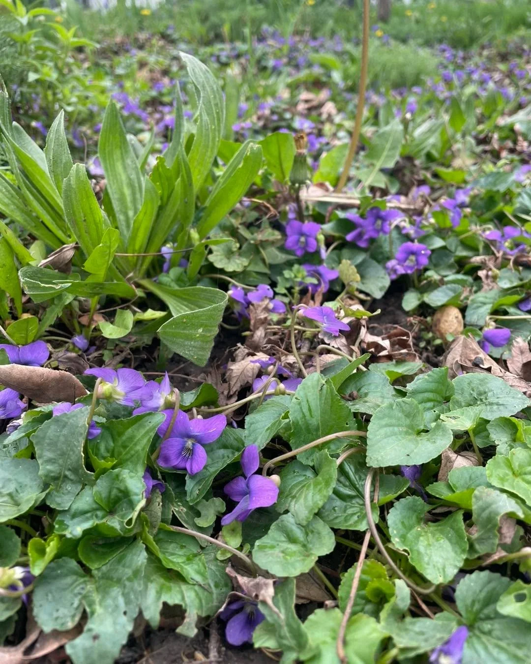 Happy May Day 🪻(Beltane)

Today is a day to notice what&rsquo;s blooming both around and within.

To honor the intensification of light, growth, and renewal. If your nervous system feels tender or tapped out, here are a few gentle ways to come back 