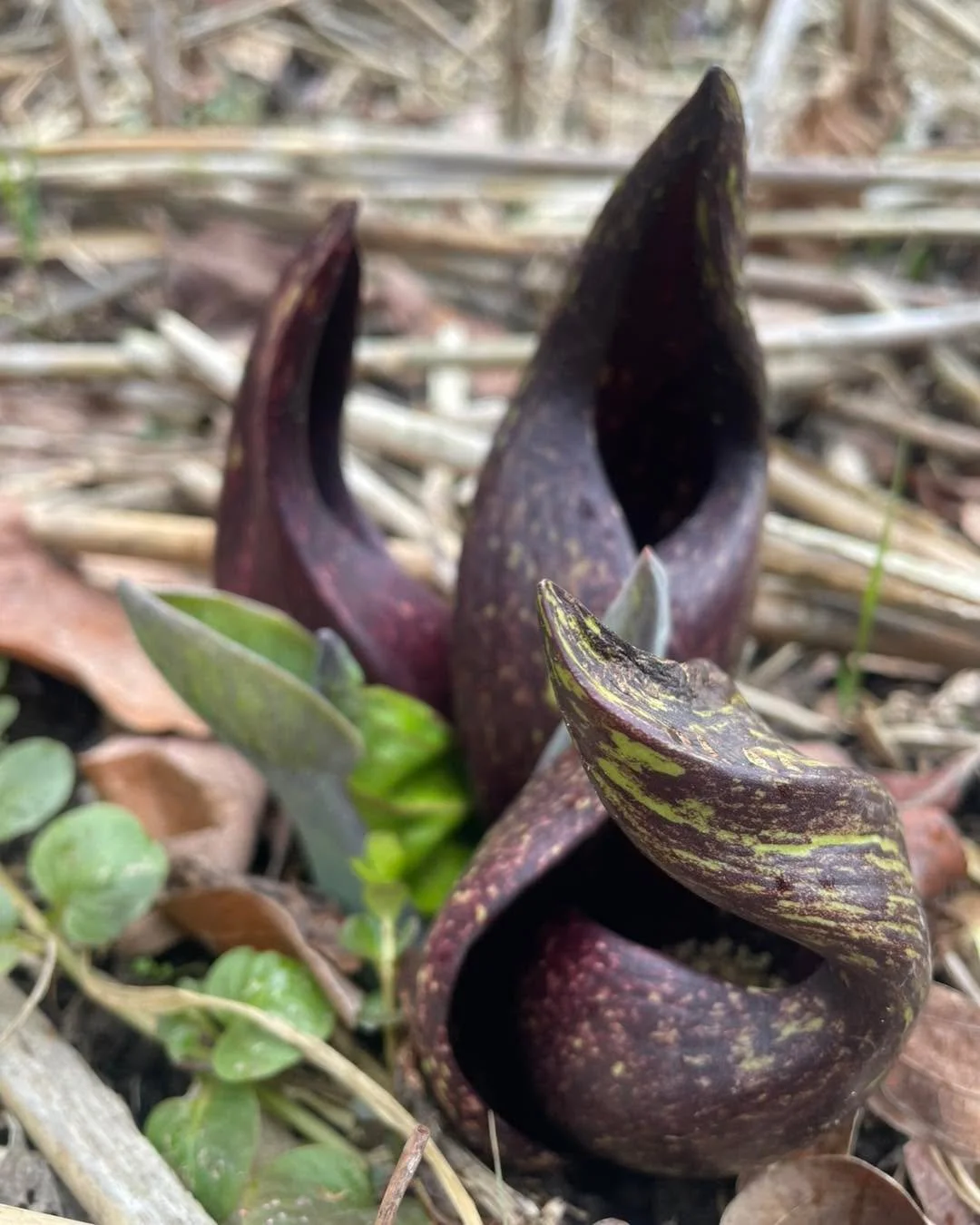 Check out this early spring skunk cabbage with prayer hands!

What Can Plants Teach Us About Healing?

Join Shannon (Open Way Yoga) and Caren Allen (Care&rsquo;N&rsquo;Balance) for an evening blending yoga with Bach Flower Essences.

You&rsquo;ll mov