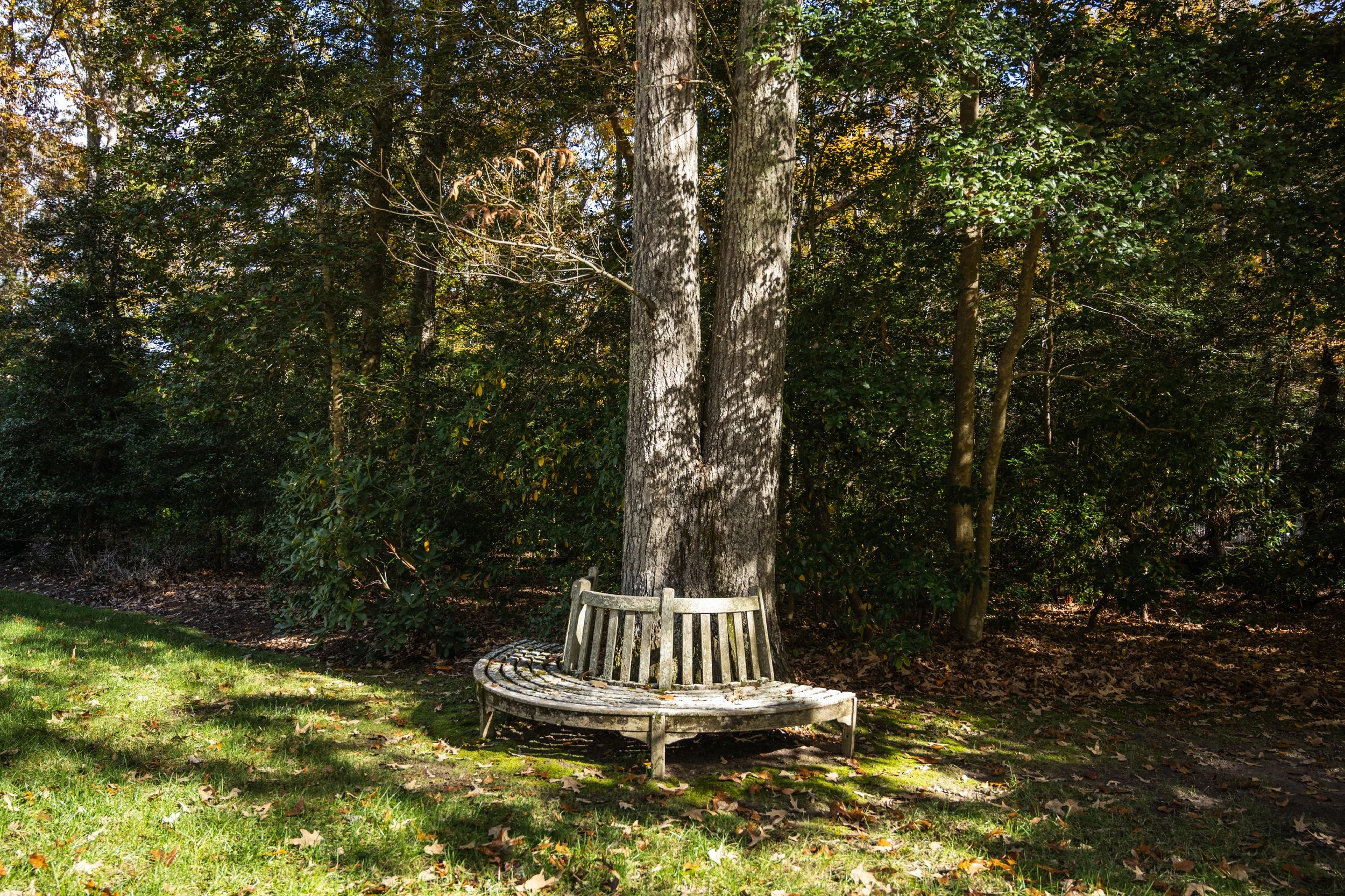 Treetops - Bench on Edge of Woods.jpg
