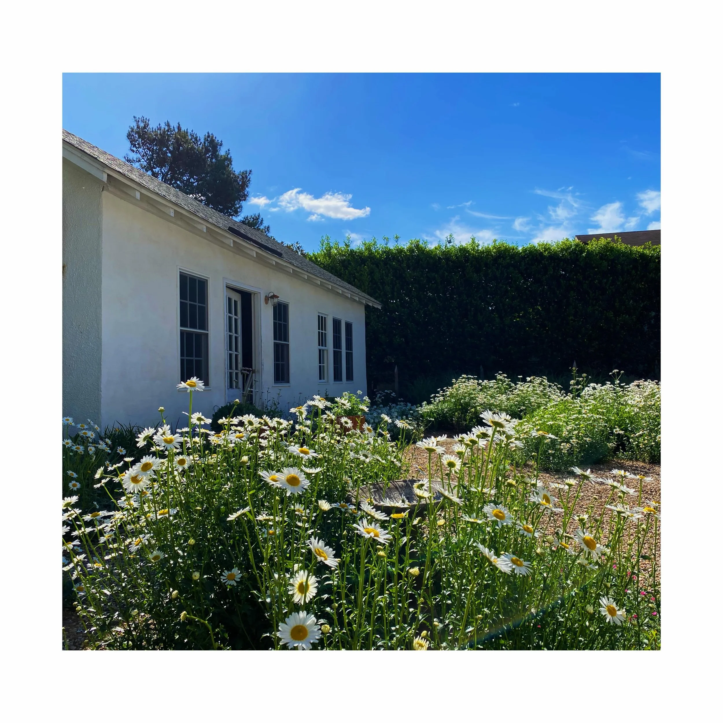 Working from the daisy filled office courtyard.
