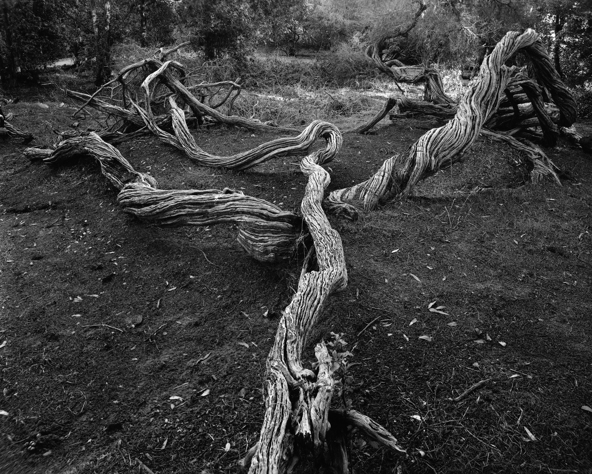 6. Road less Travelled web.jpg