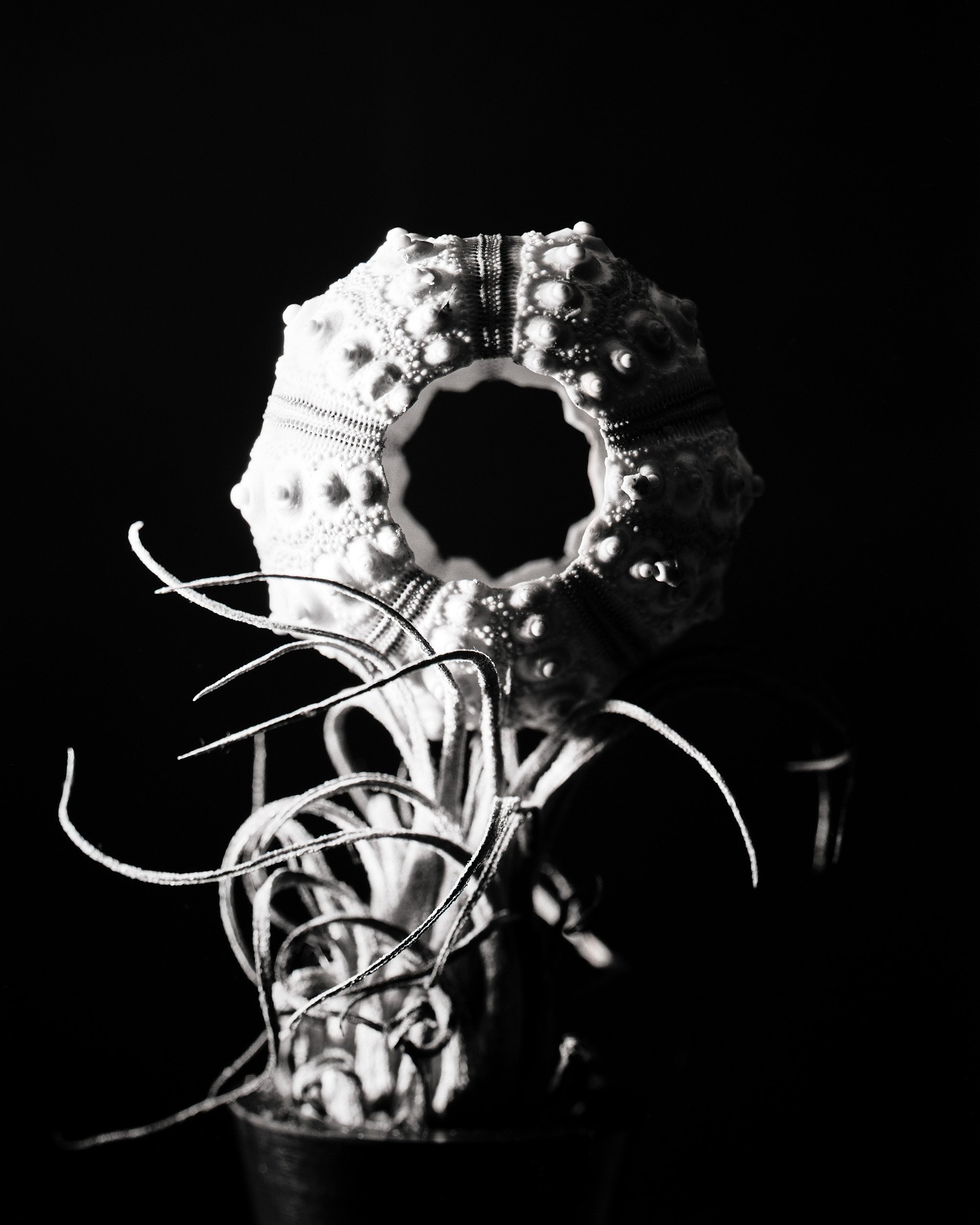 10. Shell #2.jpg