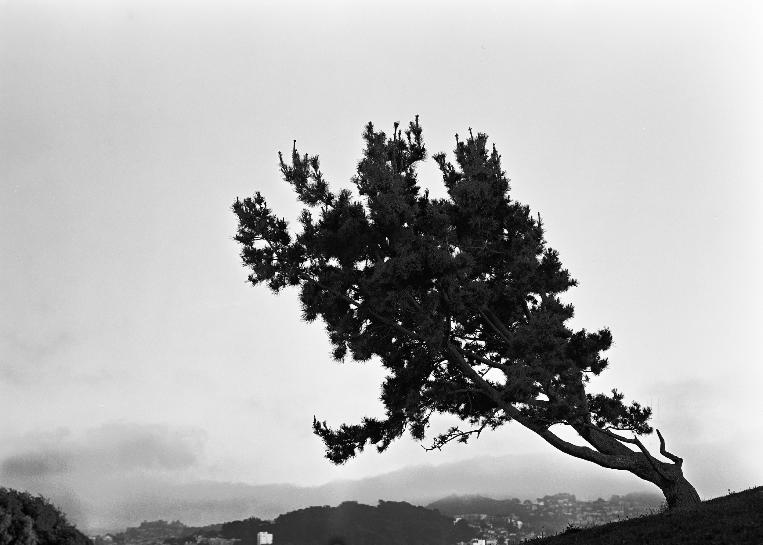 Leaning Tree Web.jpg