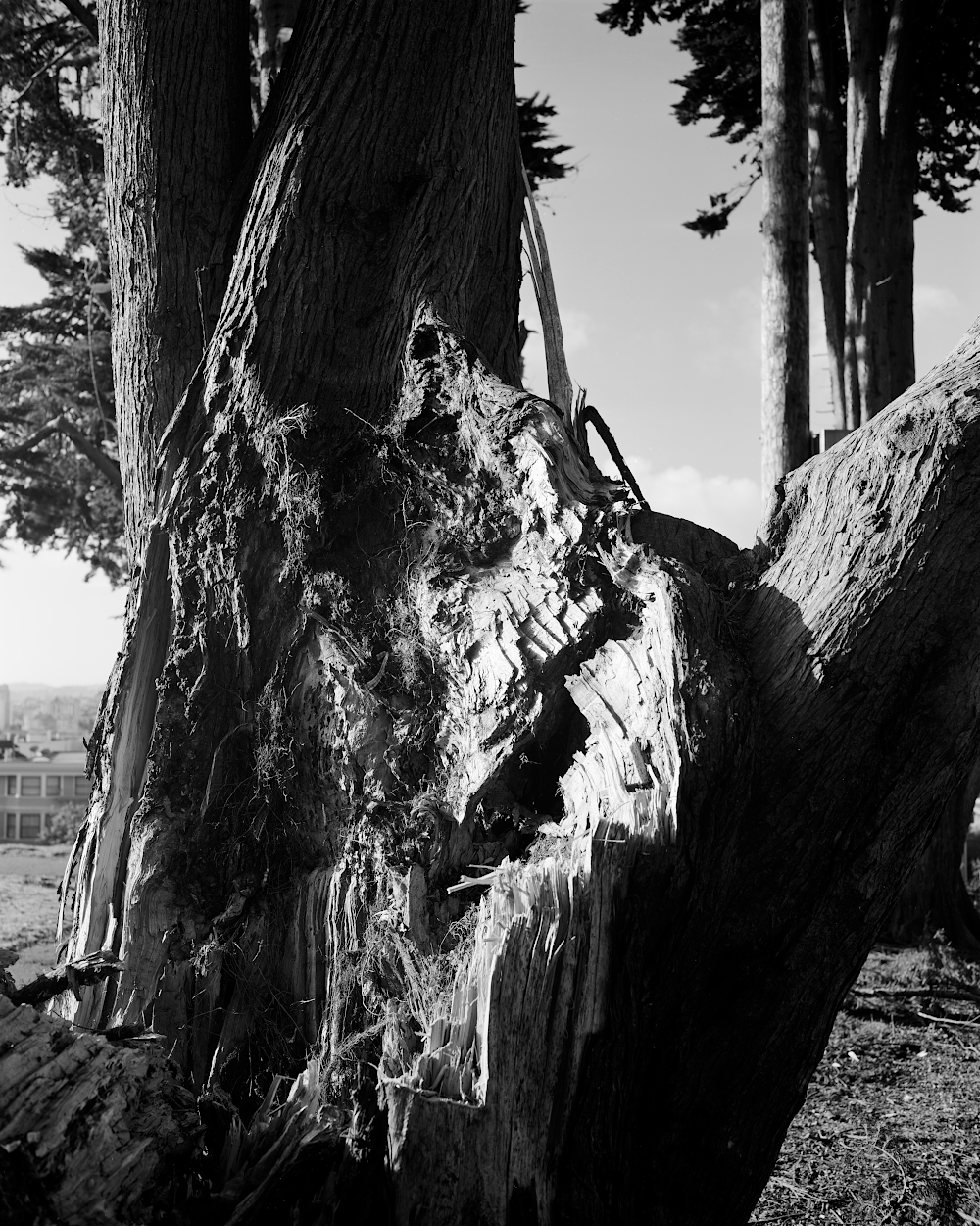 Wounded Tree web.png