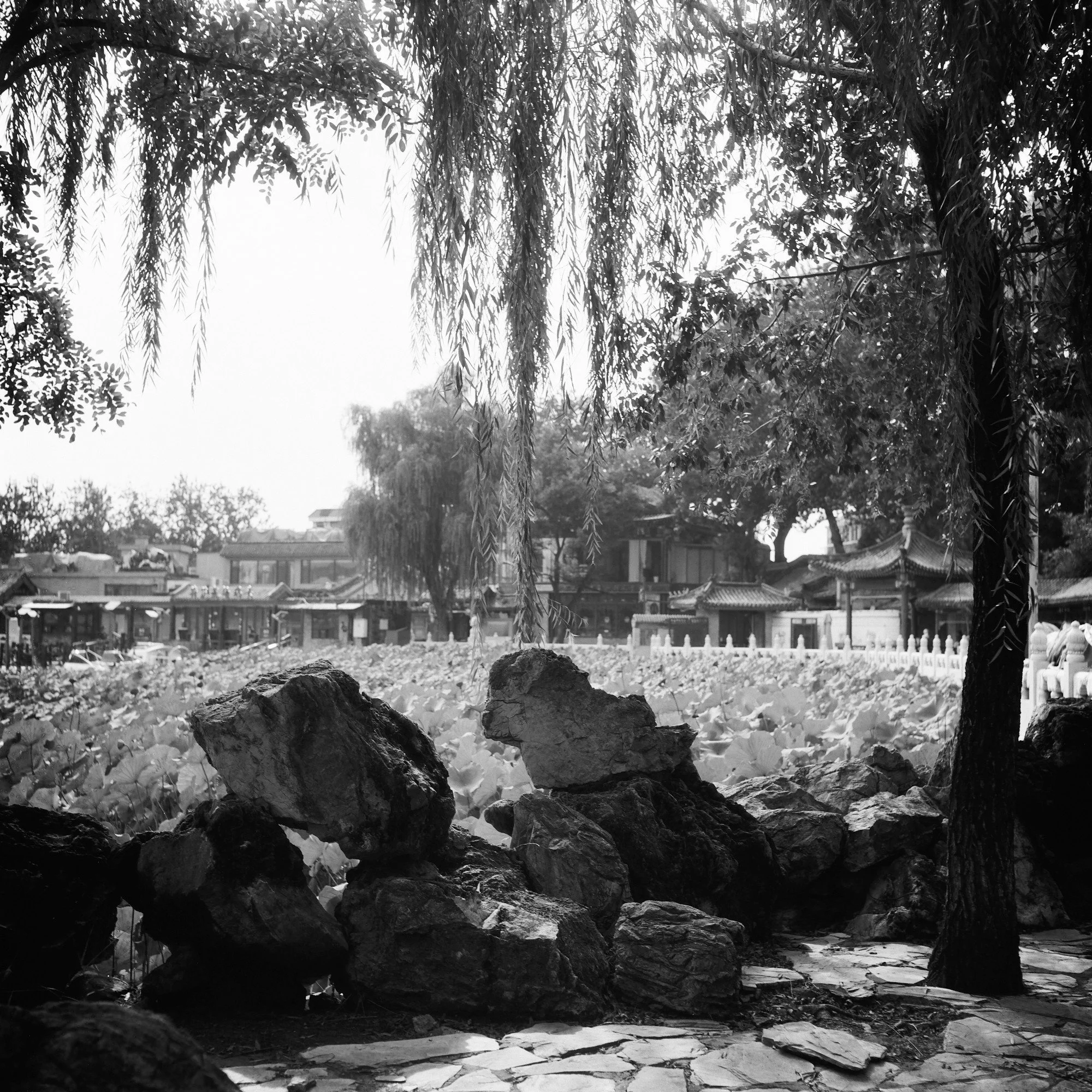China BW Lakeside Lotus Field web.jpg