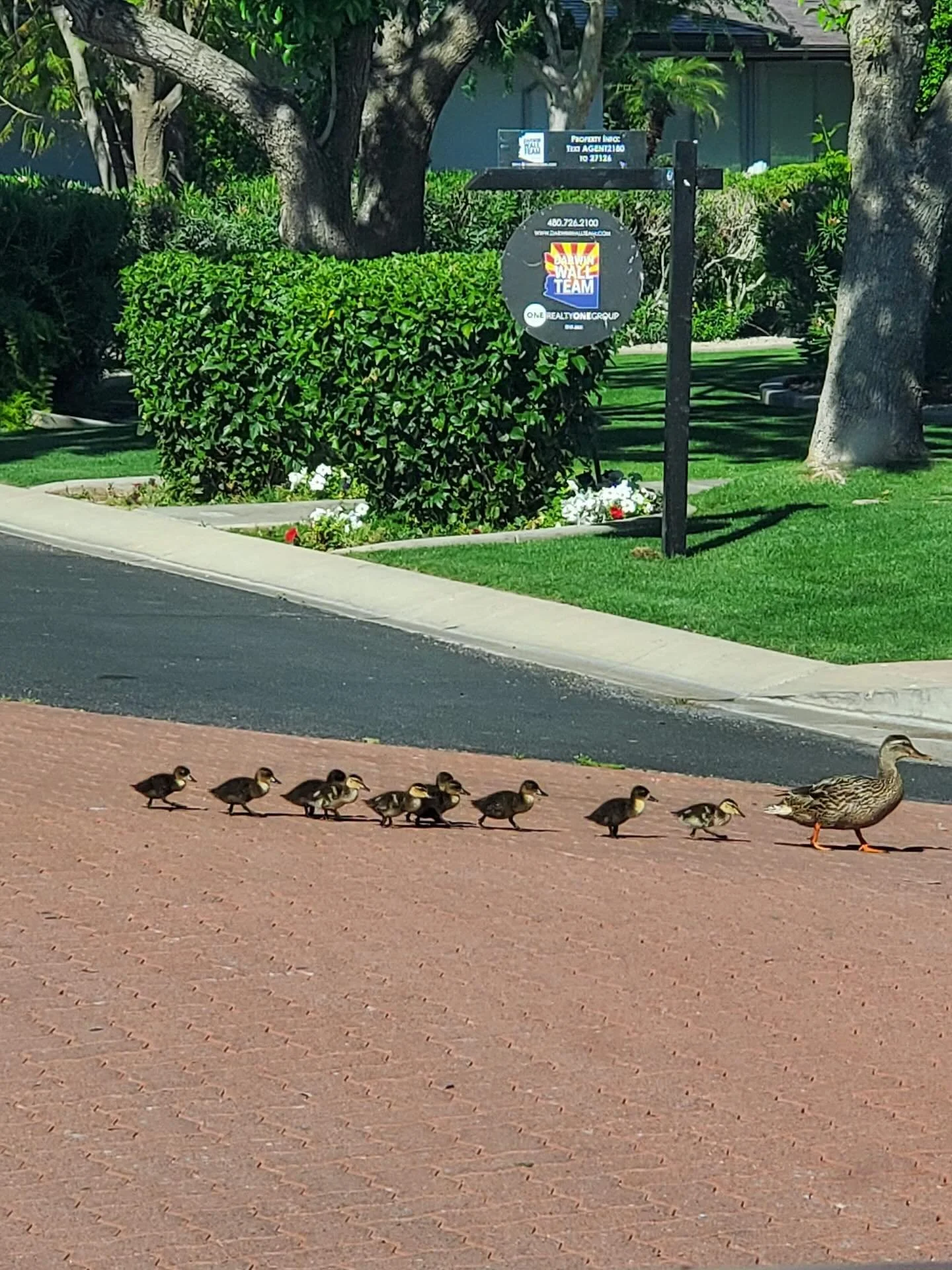 When you are organizing roof photos and run across the cutest pics of a mama duck and her baby ducklings - it makes you realize you should always stop and smell the roses.  Wishing everyone a moment to stop and smell the roses!
And if your roof hasn