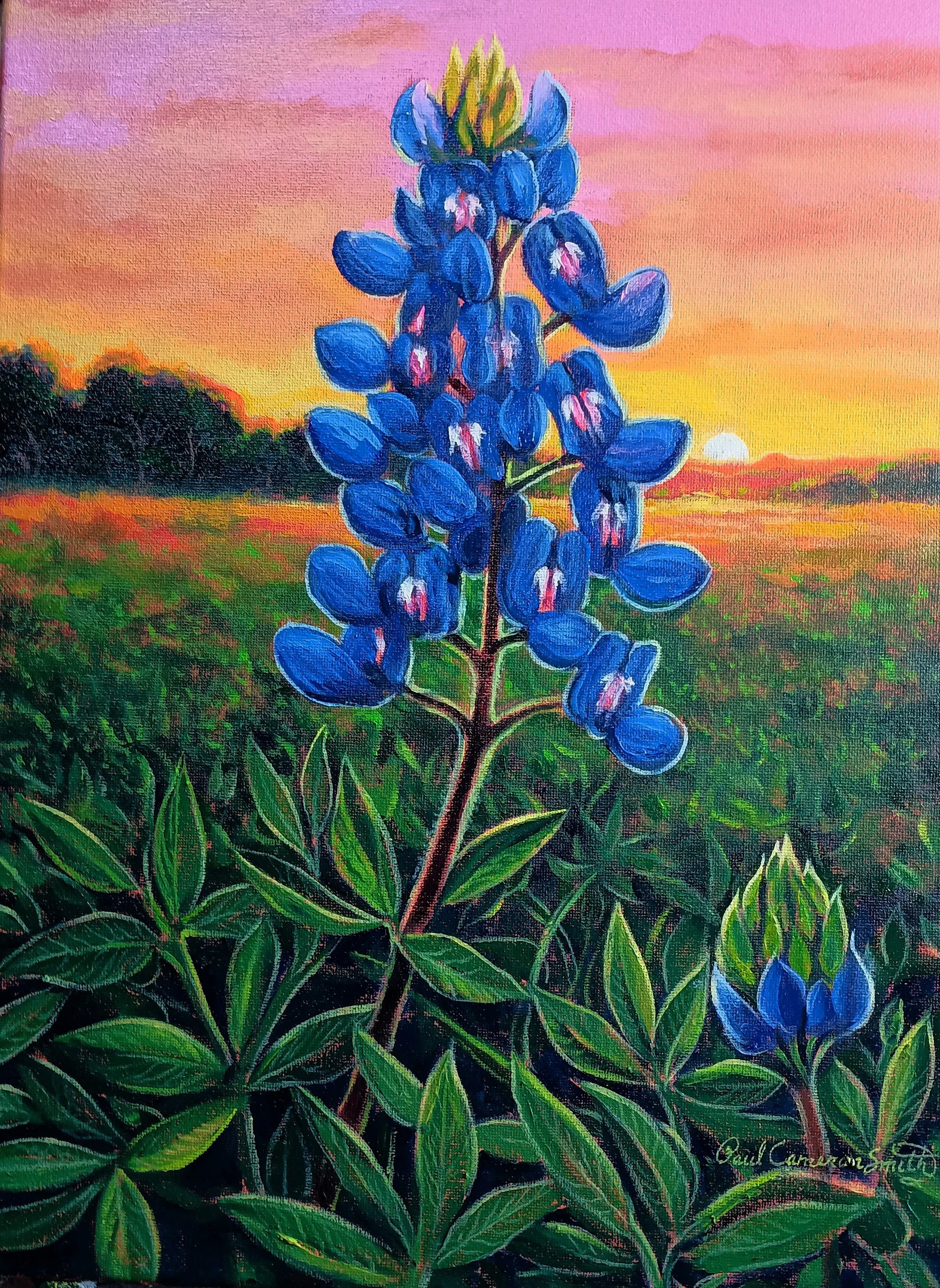 Bluebonnet Sunset