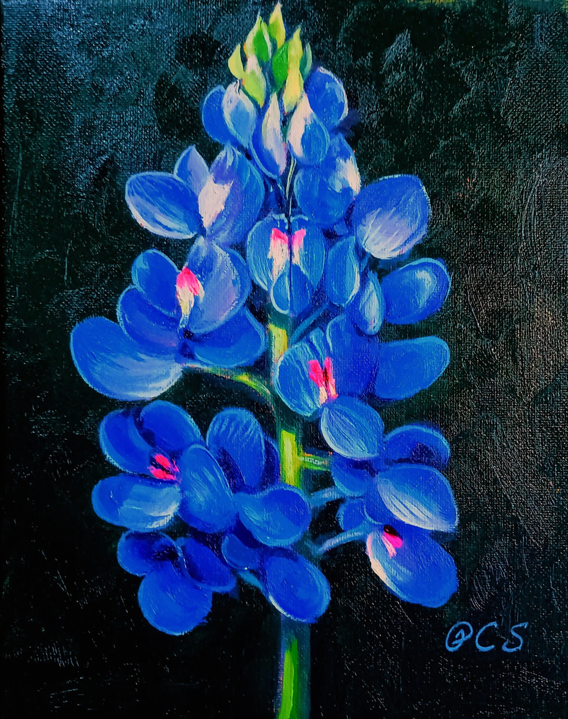 Bluebonnet Dark Background 10x8 CP
