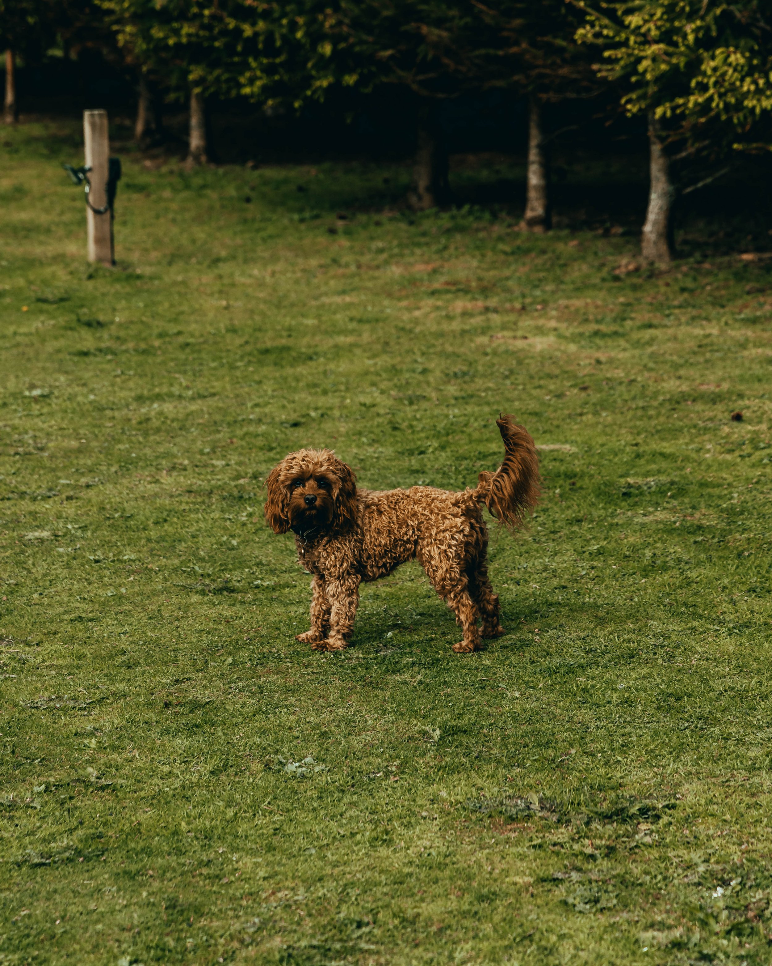 A ruby red Cavapoo posing for the camera