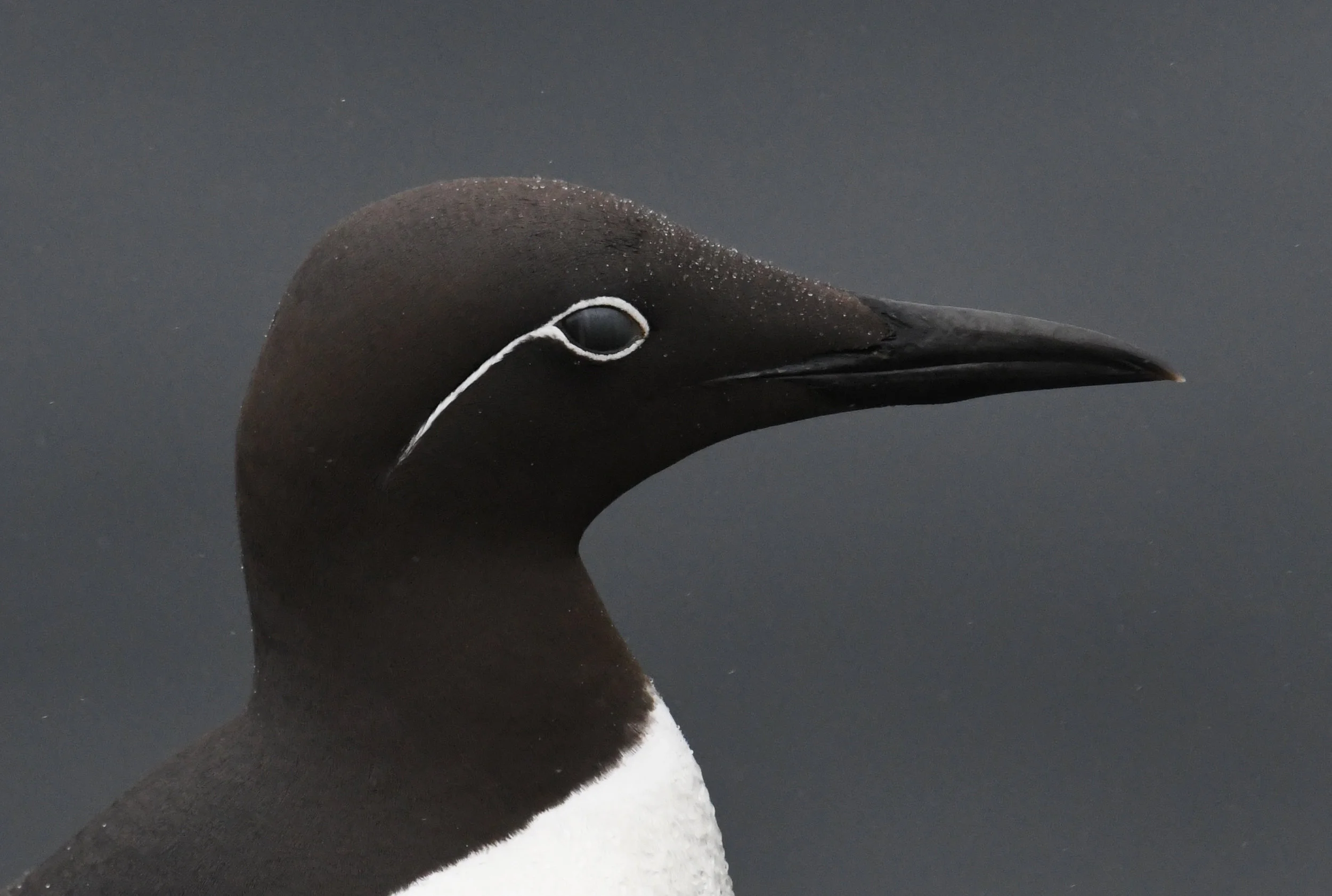 Bridled Guillemot