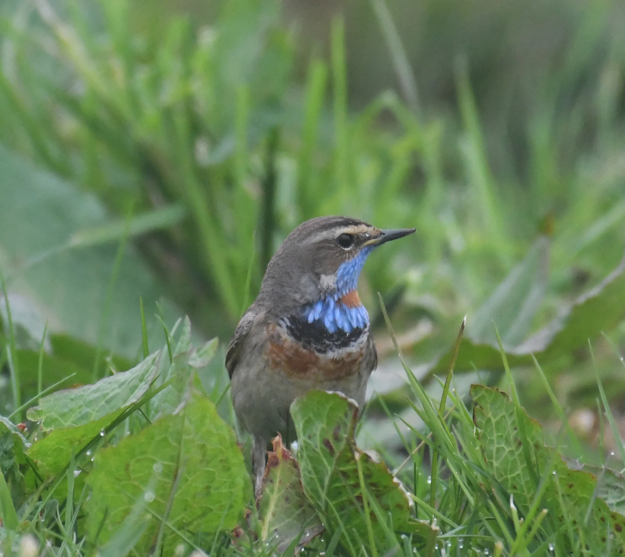 Bluethroat