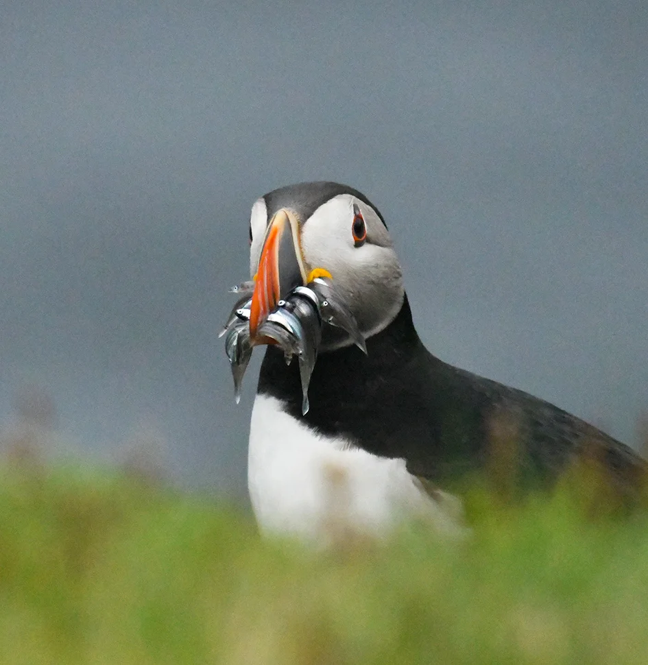 Puffin (Tammie Norrie)