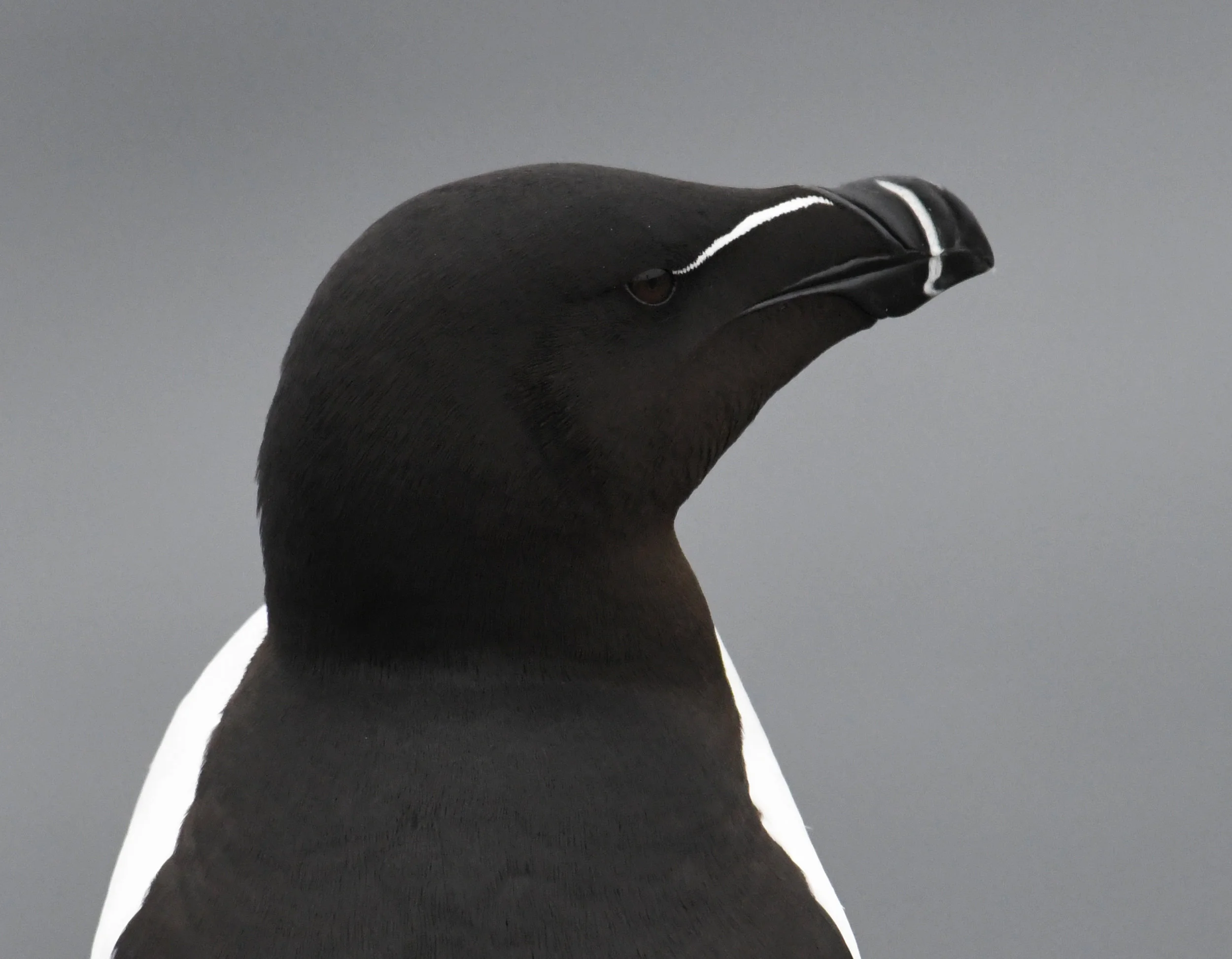 Razorbill (Coulter Neb)