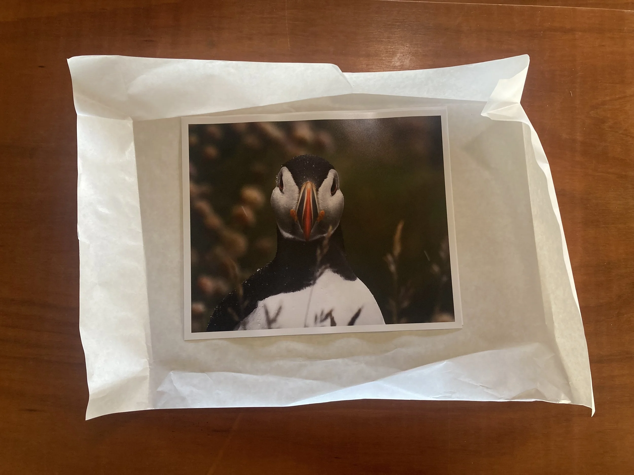 Puffin print sparkle.jpg