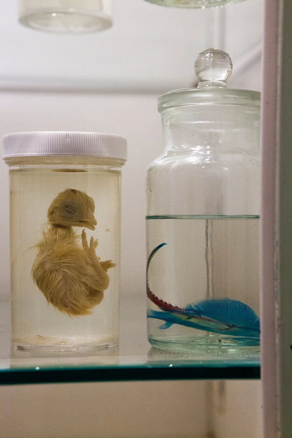 05__montse-morcate_taxidermy.jpg