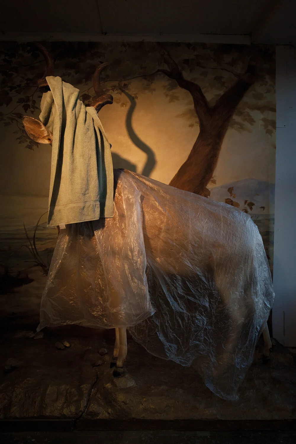 14-montse-morcate_taxidermy.jpg