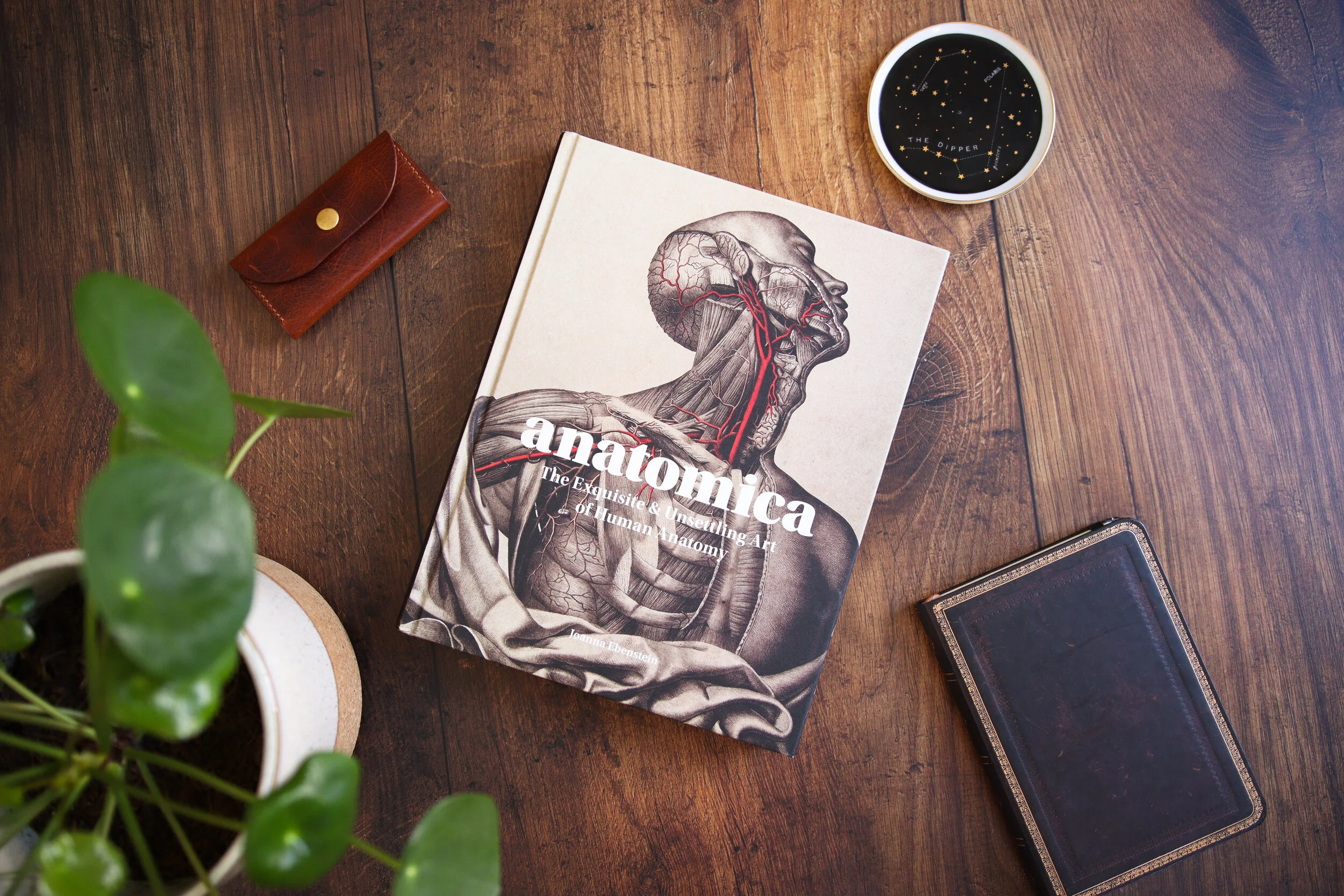 Anatomica 11.jpg
