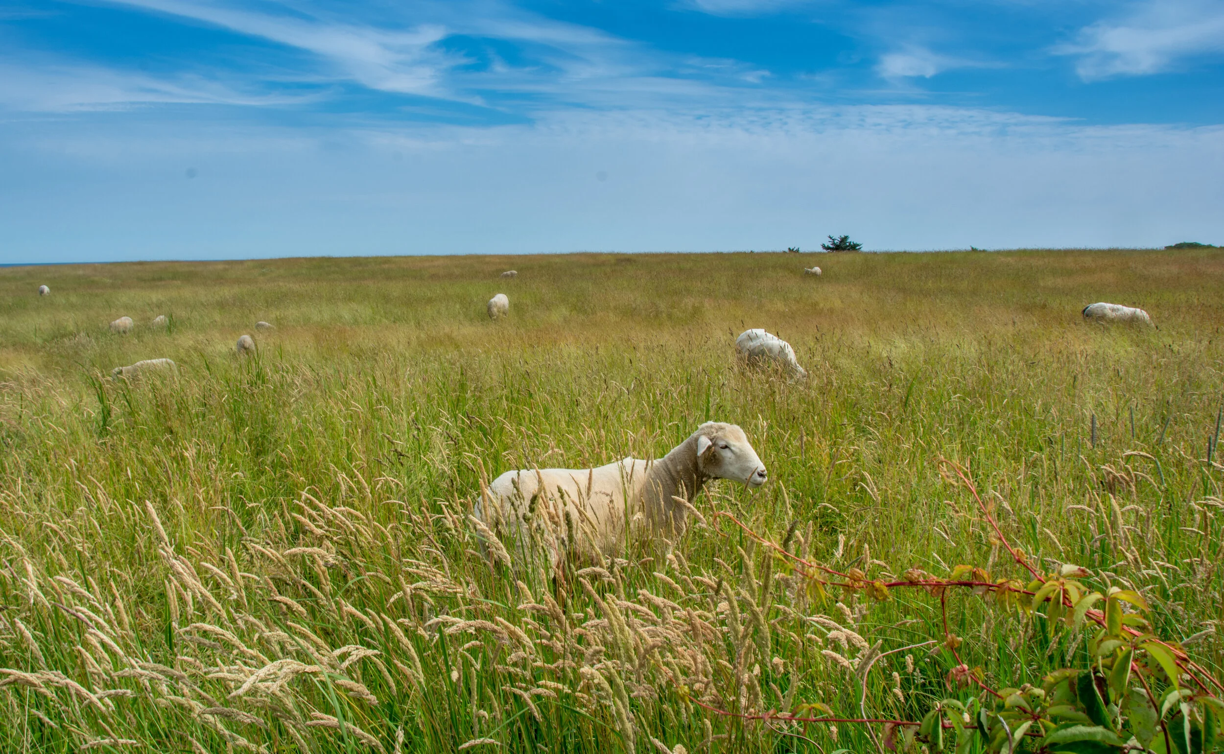 Image taken by Barry Peters at Allens Farm