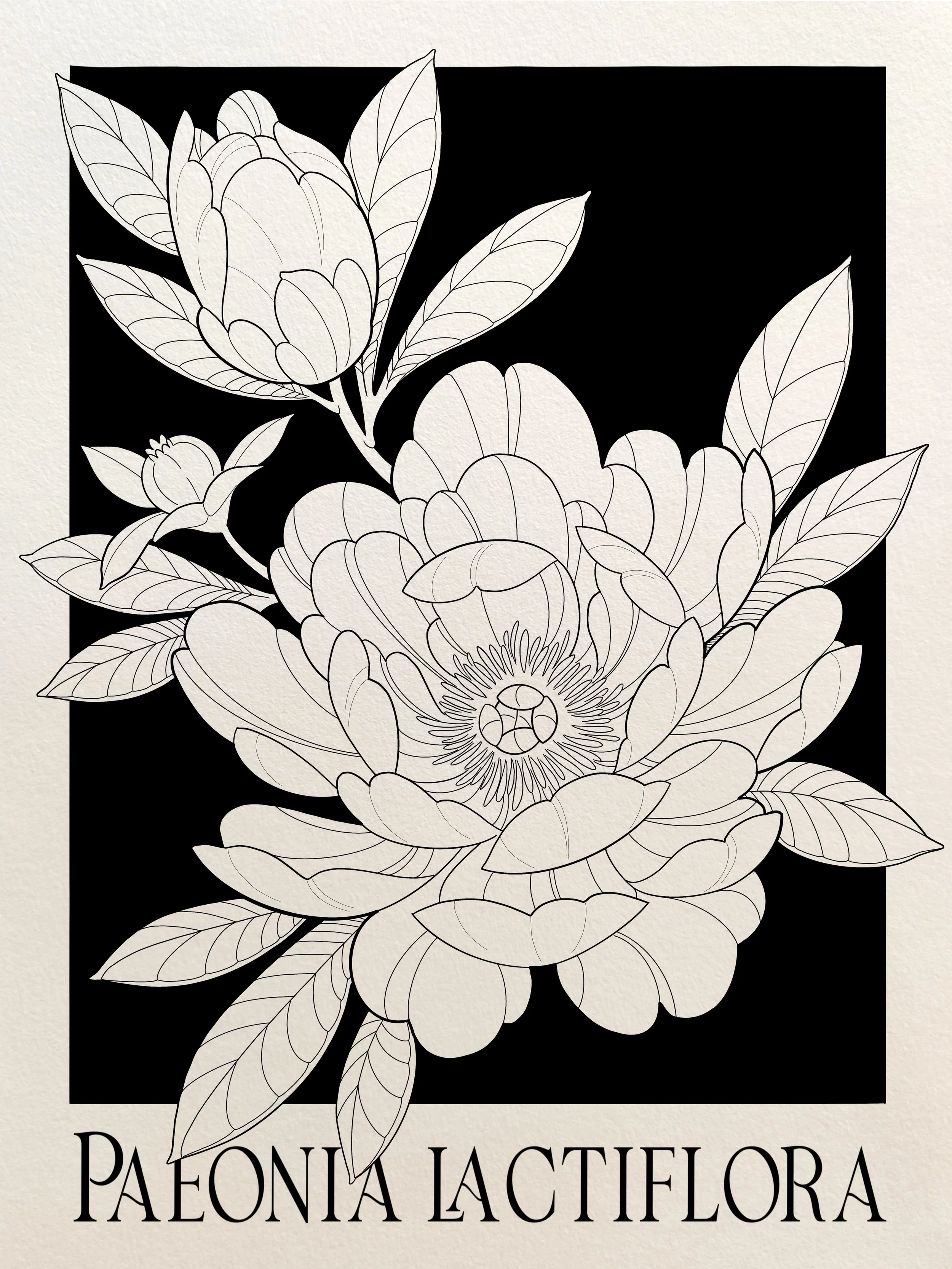 Peony