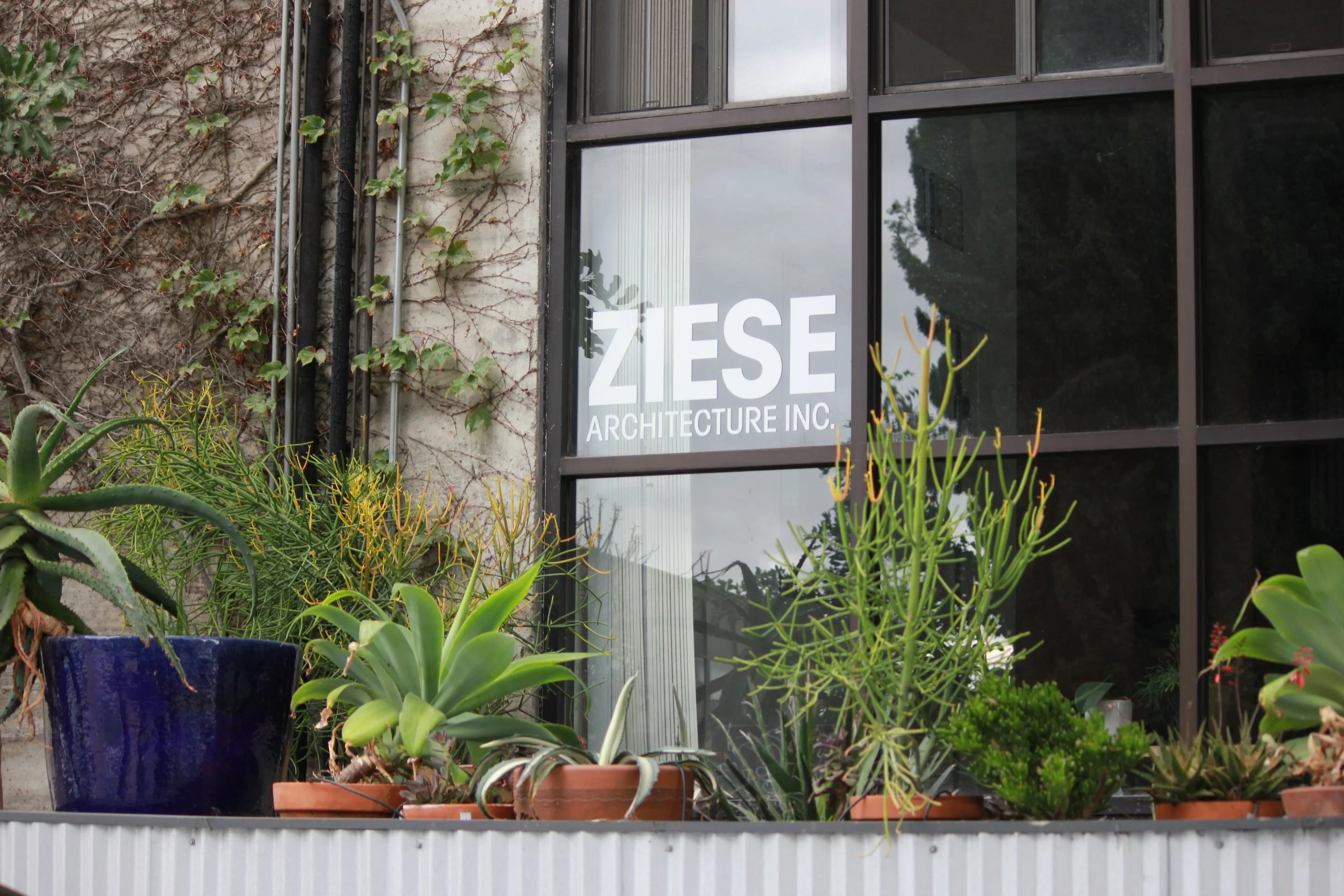 A storefront window with the logo and name of Zise Architecture Inc. displayed, surrounded by various green potted plants including succulents and leafy plants.