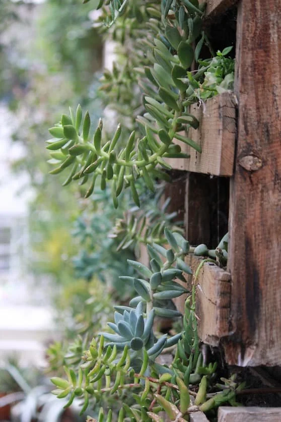 Close-up of various succulents growing along a wooden wall or structure.