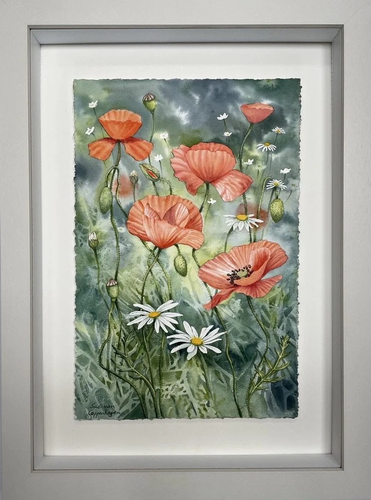 Red field poppies and white ox eye daisies against a green background in a watercolour painting