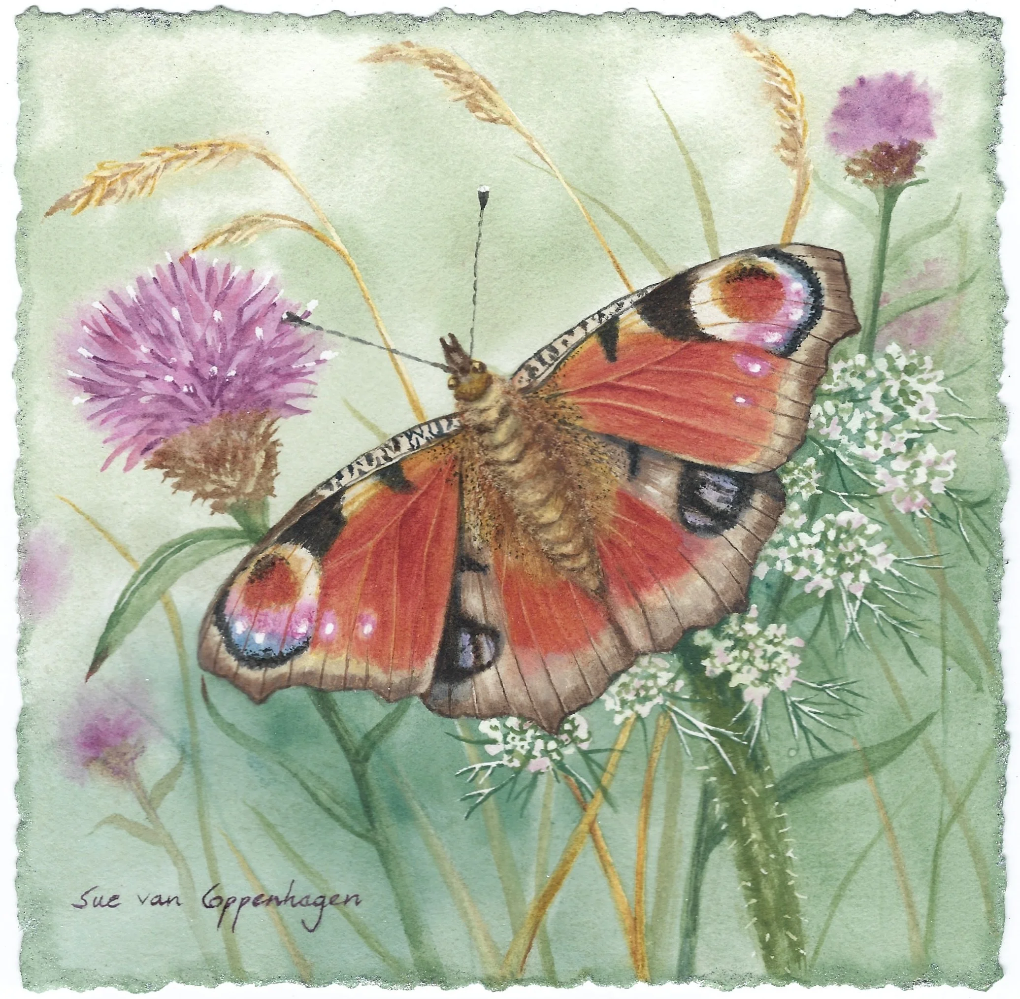 Watercolour painting of a peacock butterfly with reddish wings, eye spots and brown edges, on a green background suggesting a meadow, and purple knapweed flowers