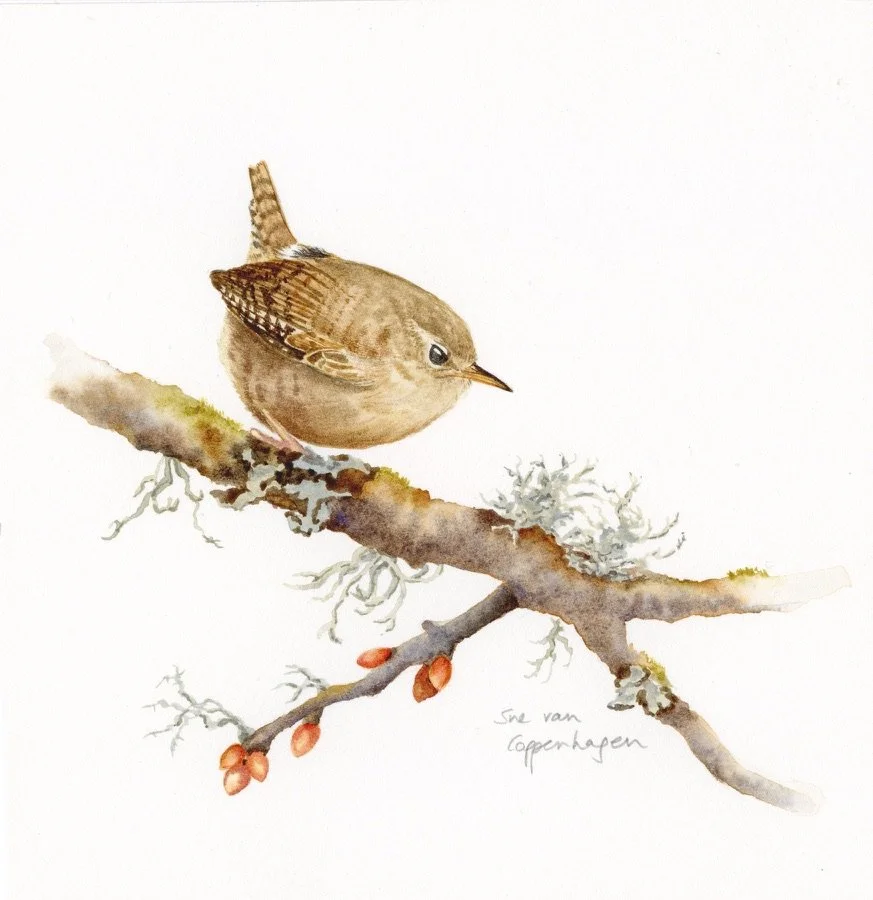Painting of a wren bird on a branch with lichens