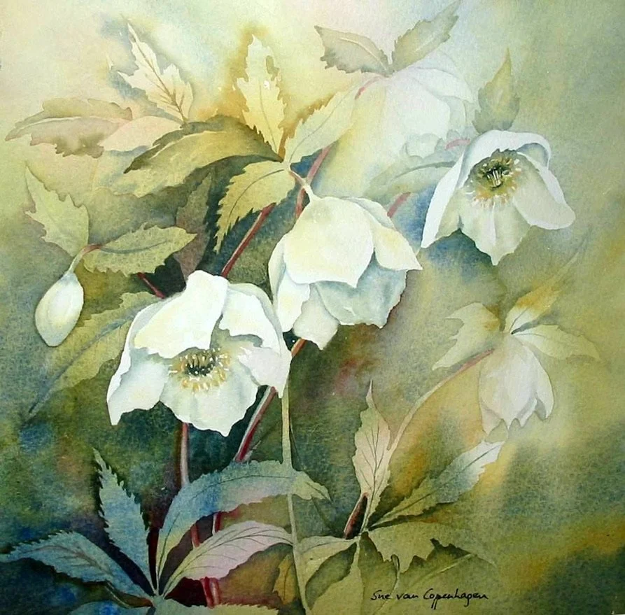 Painting of white hellebores against a green background