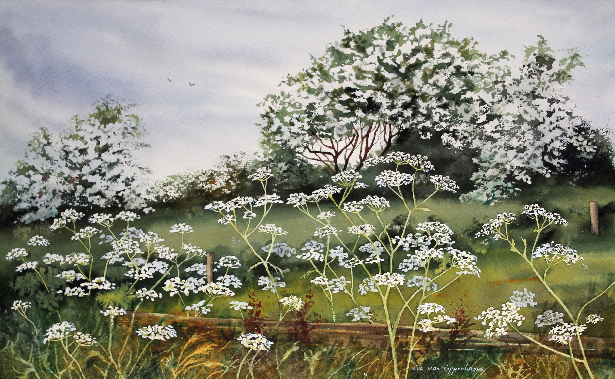 Through the Cow Parsley