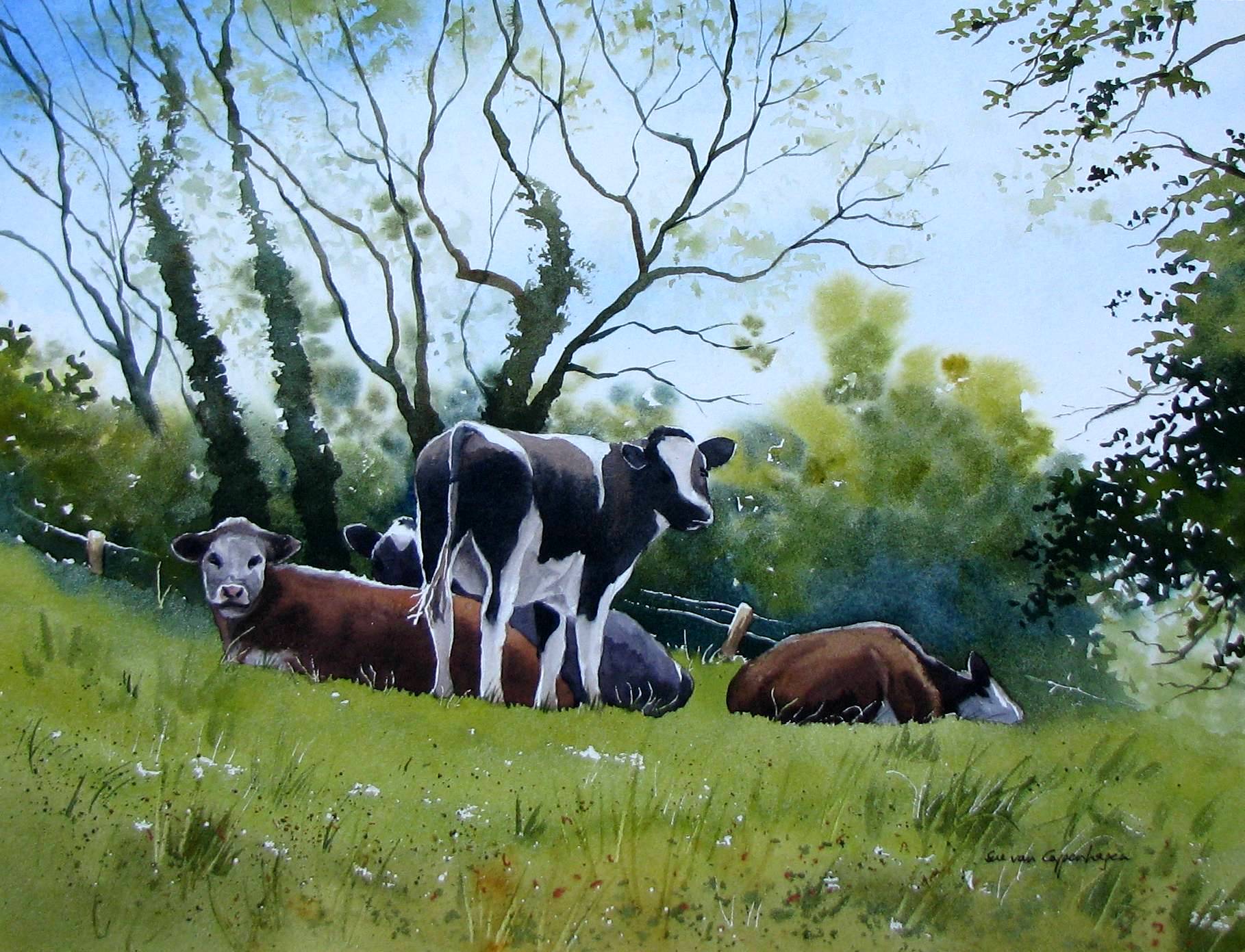 Cows Resting