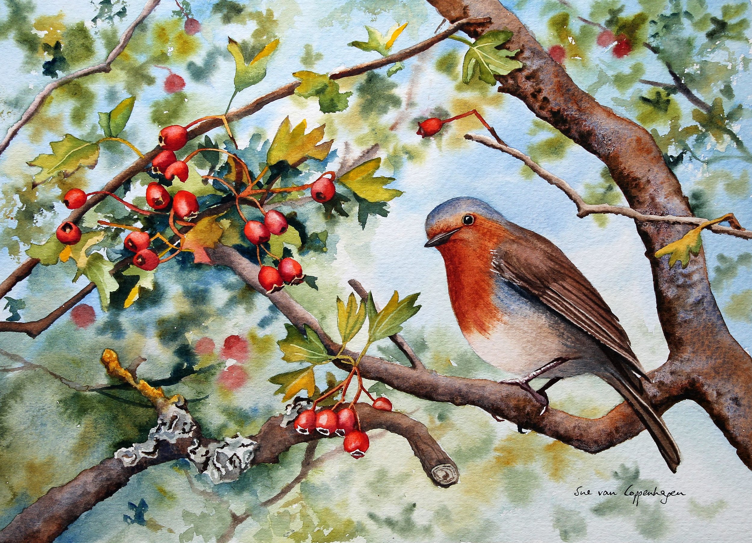 Robin in the Hawthorn Tree
