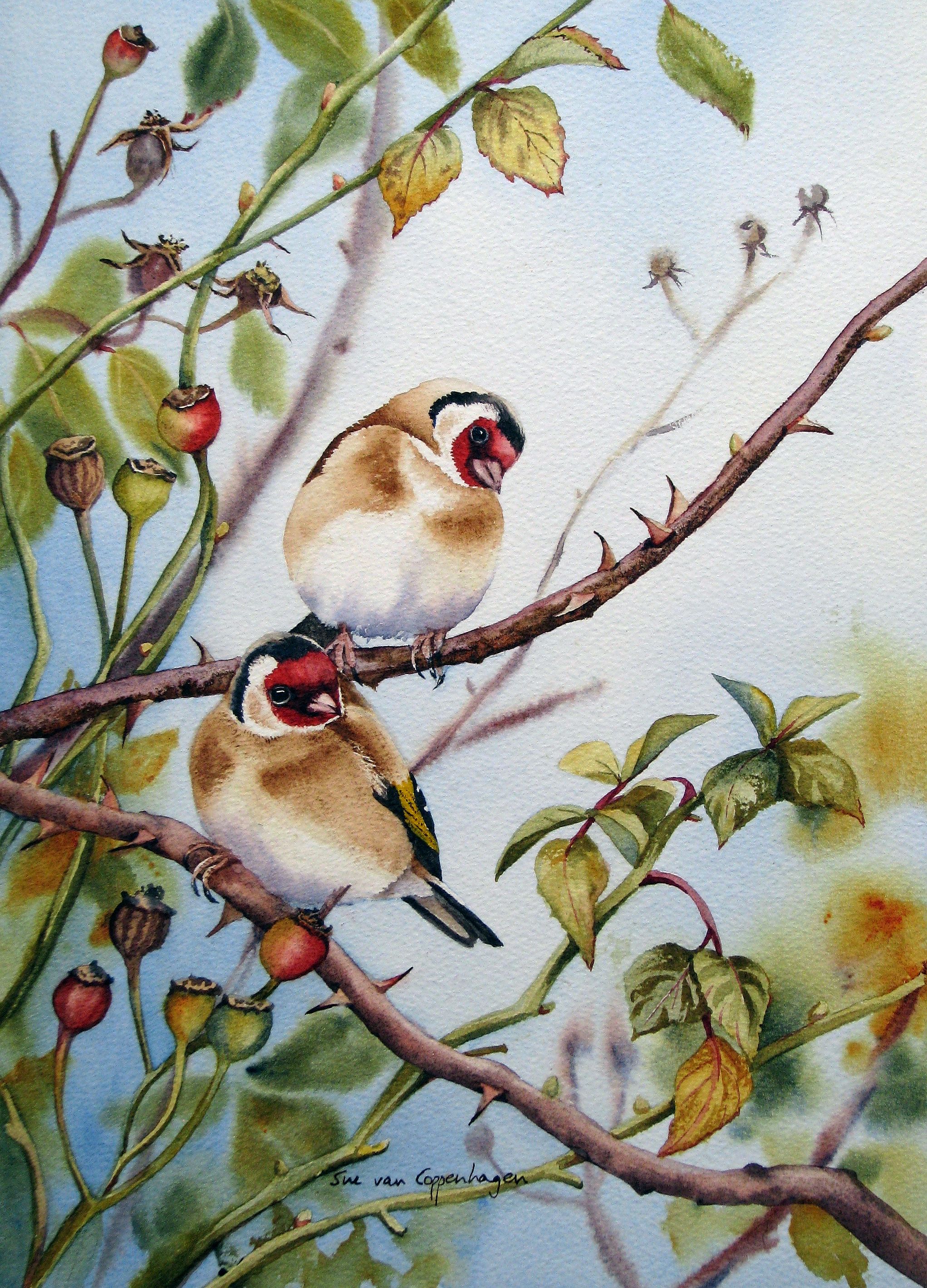 Goldfinches in the Rose Bush