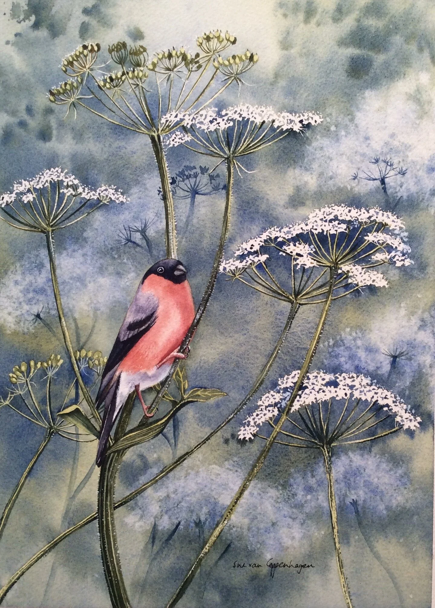 Bullfinch in the Hogweed