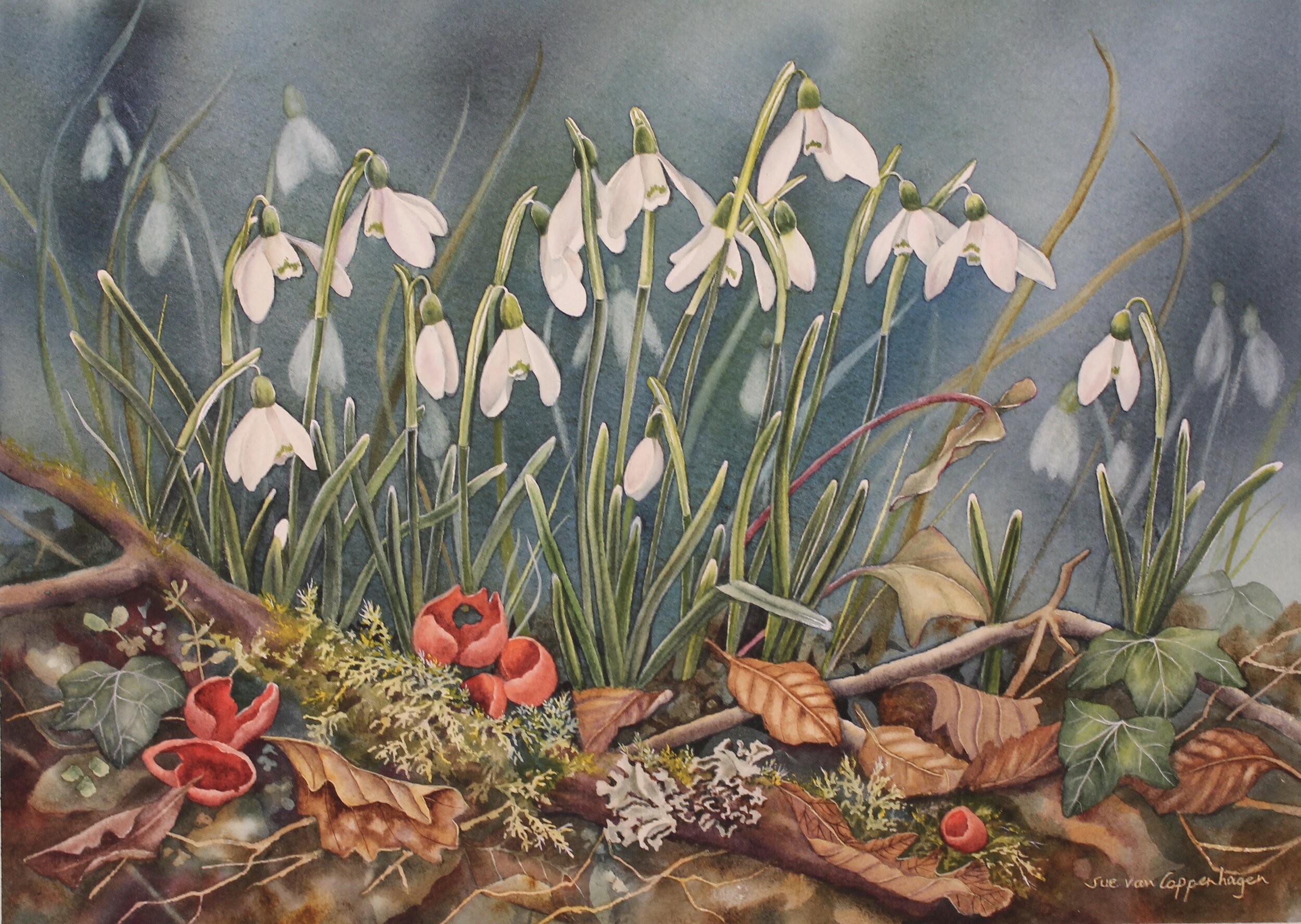 Woodland Snowdrops and Scarlet Elf Cups