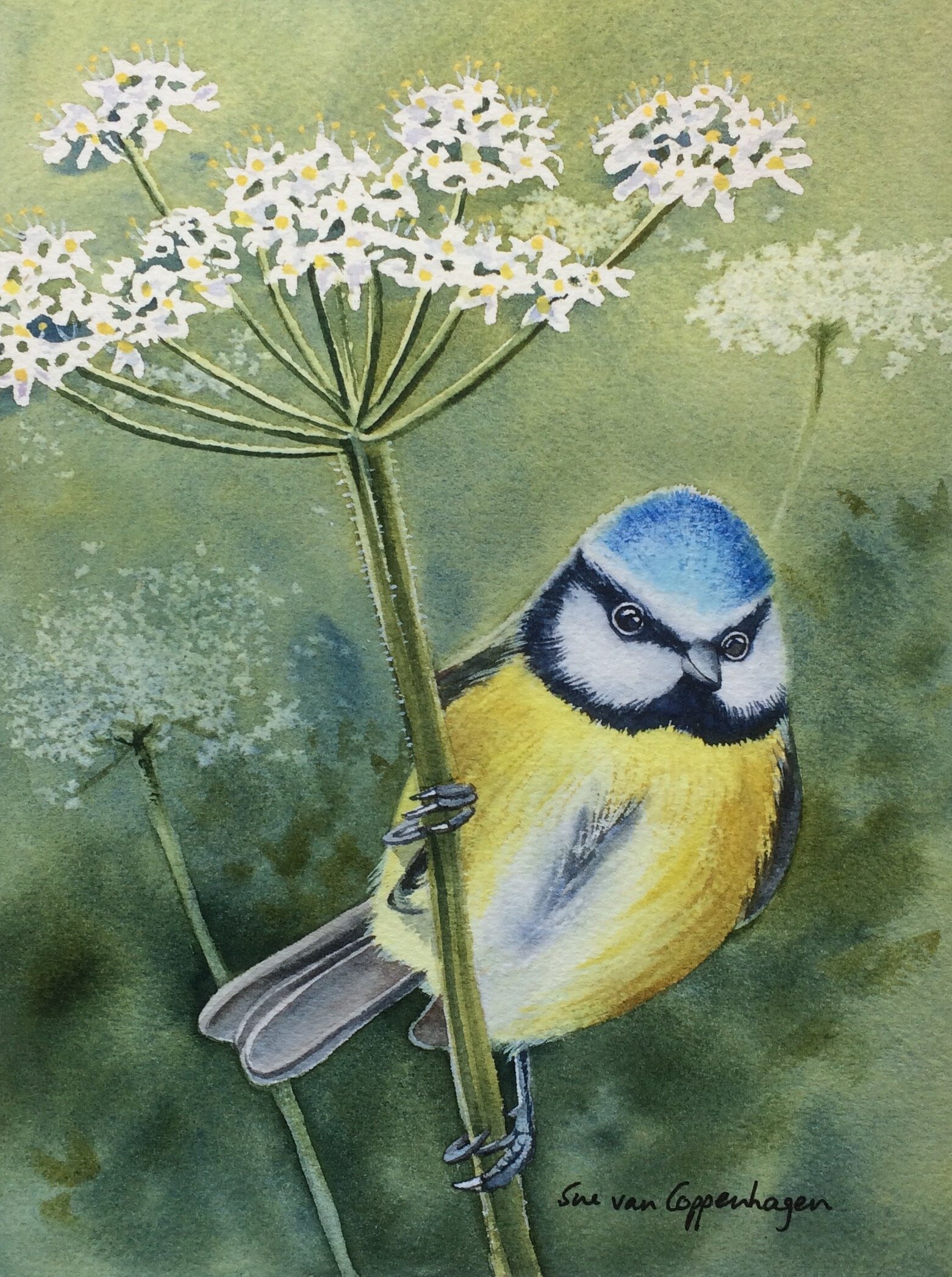 Blue Tit on the Hogweed