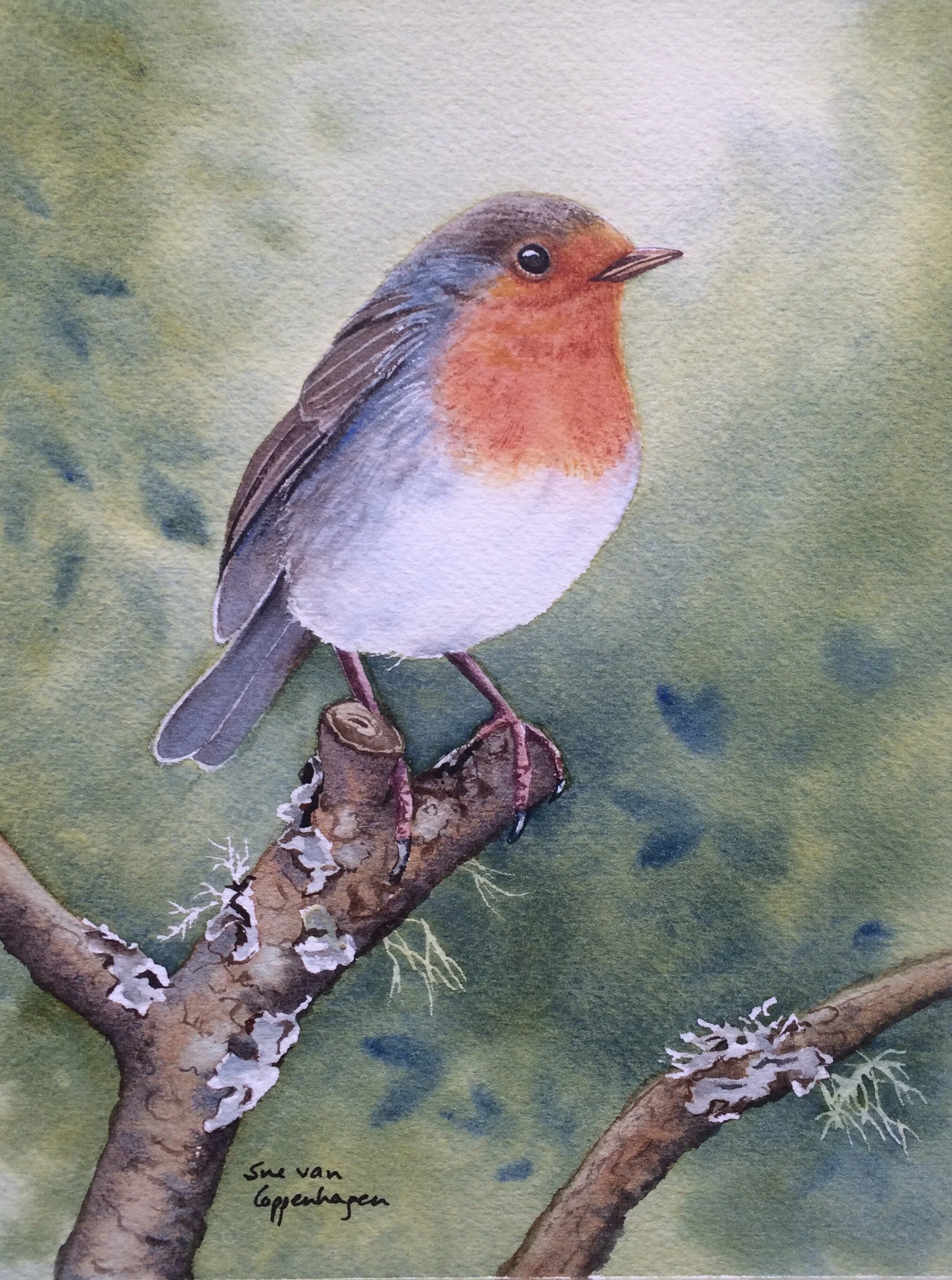 A European robin bird perched on a branch against a green background