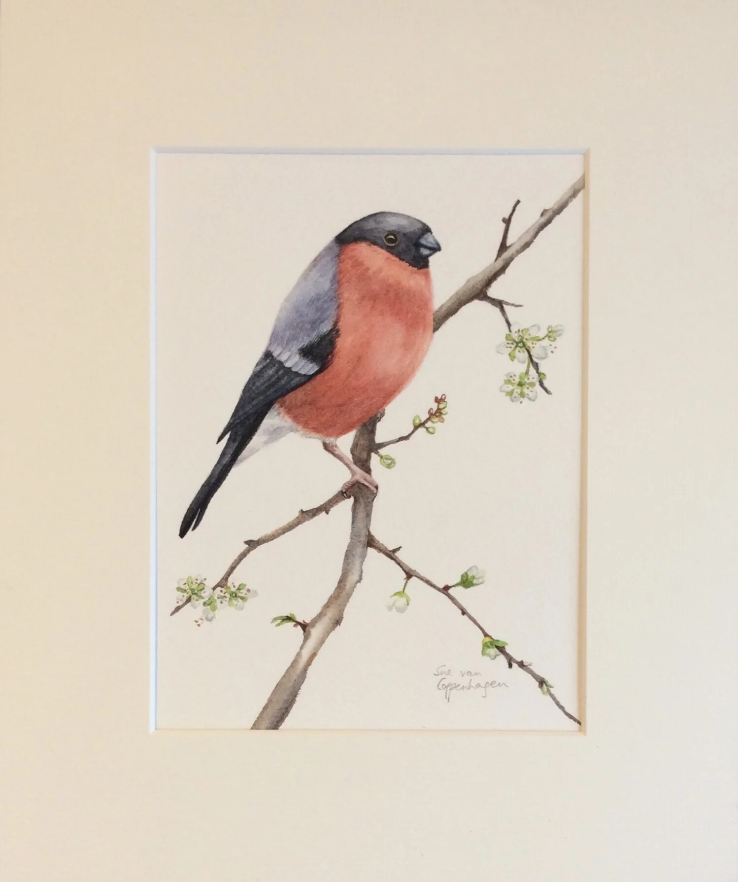 Bullfinch painting mounted