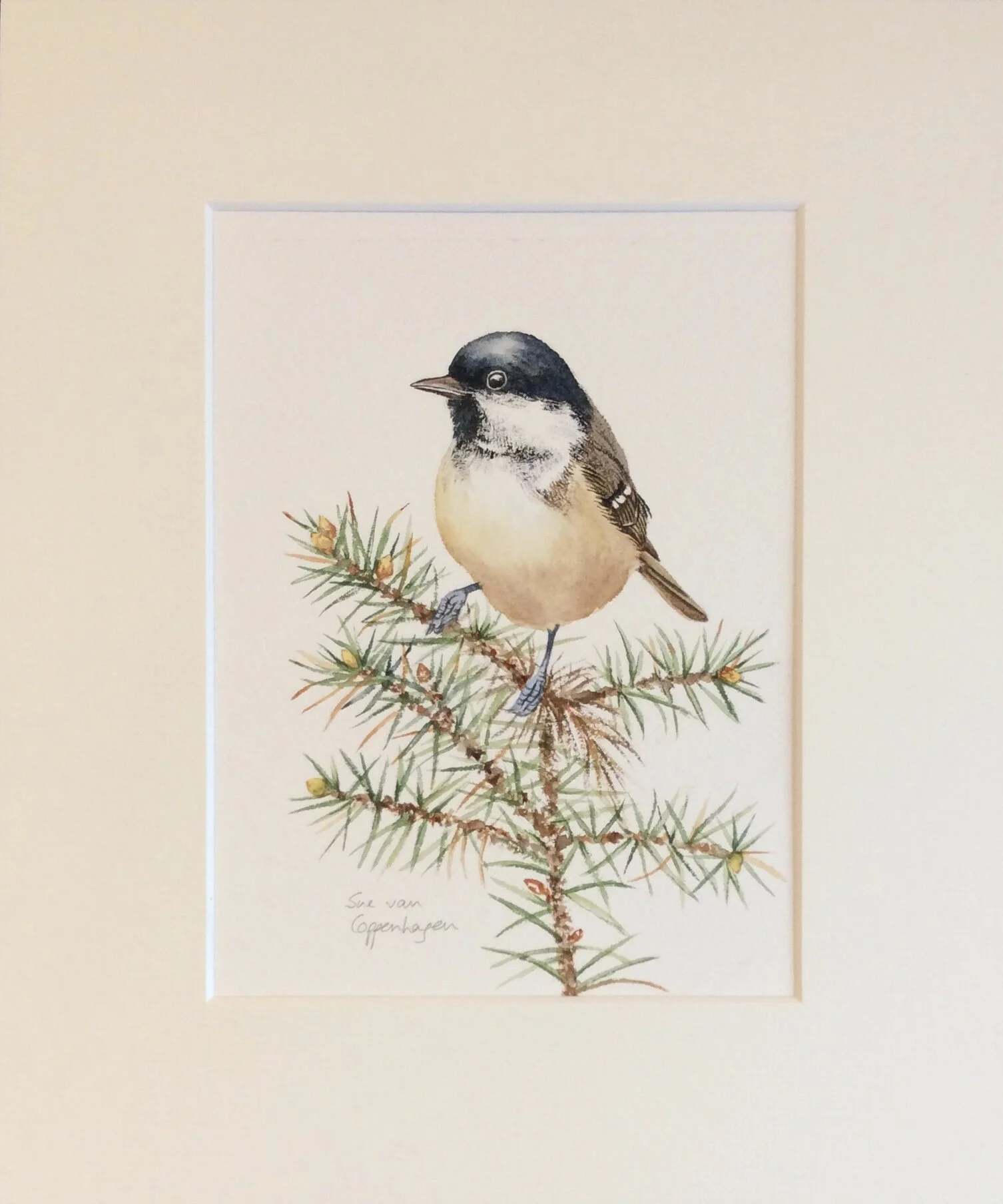 Coal tit painting mounted