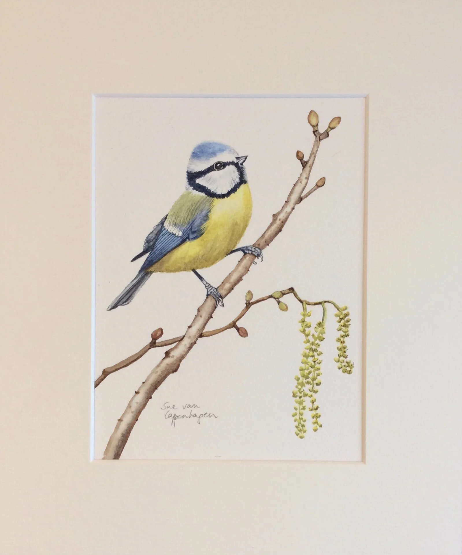 Blue tit alder painting mounted