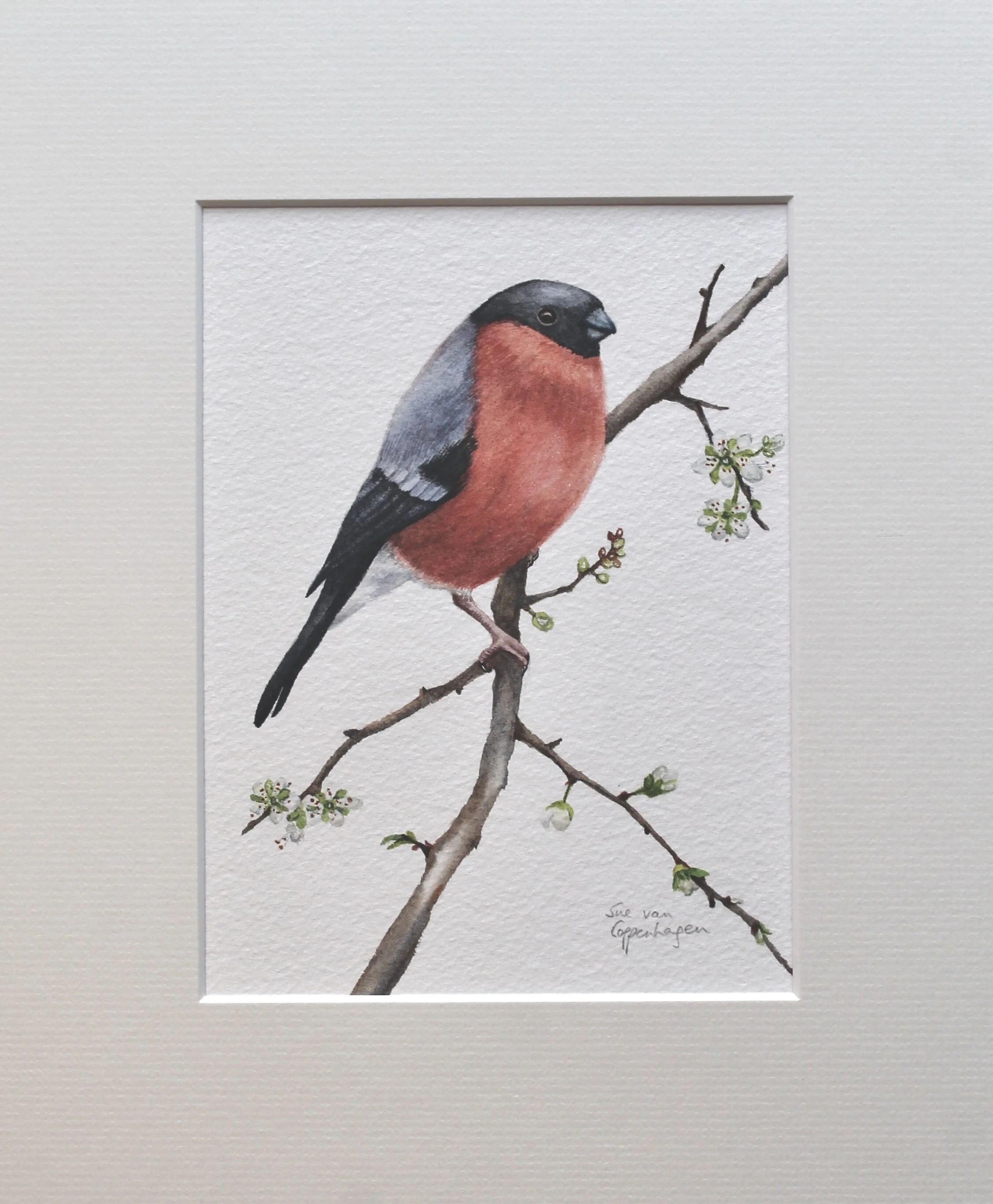 Bullfinch painting mounted