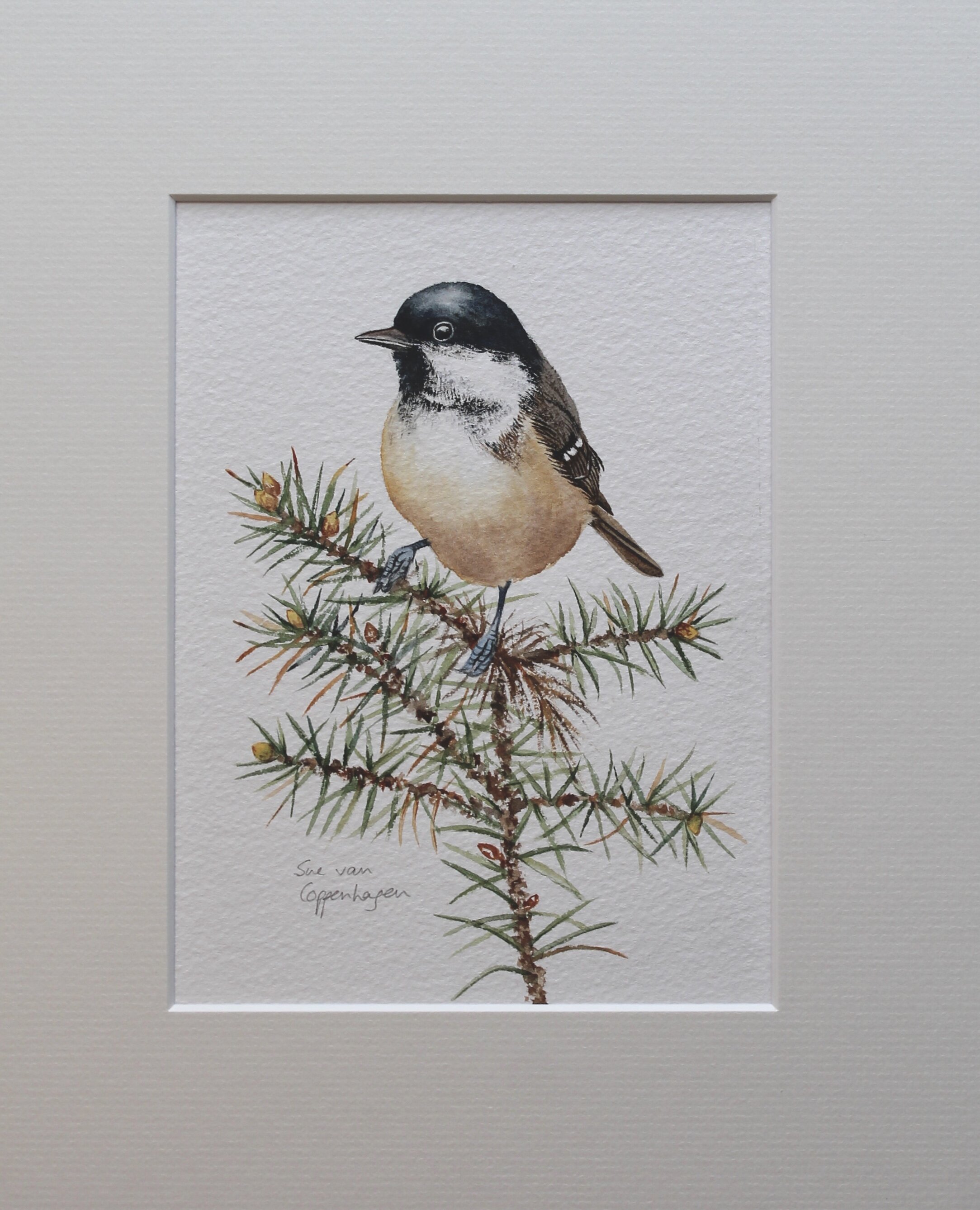 Coal tit painting mounted