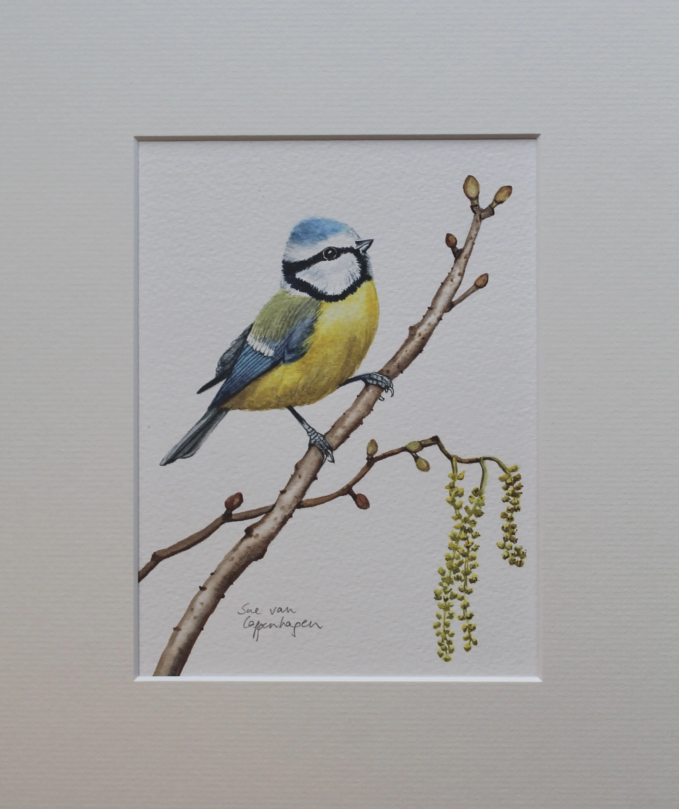 Blue tit alder painting mounted