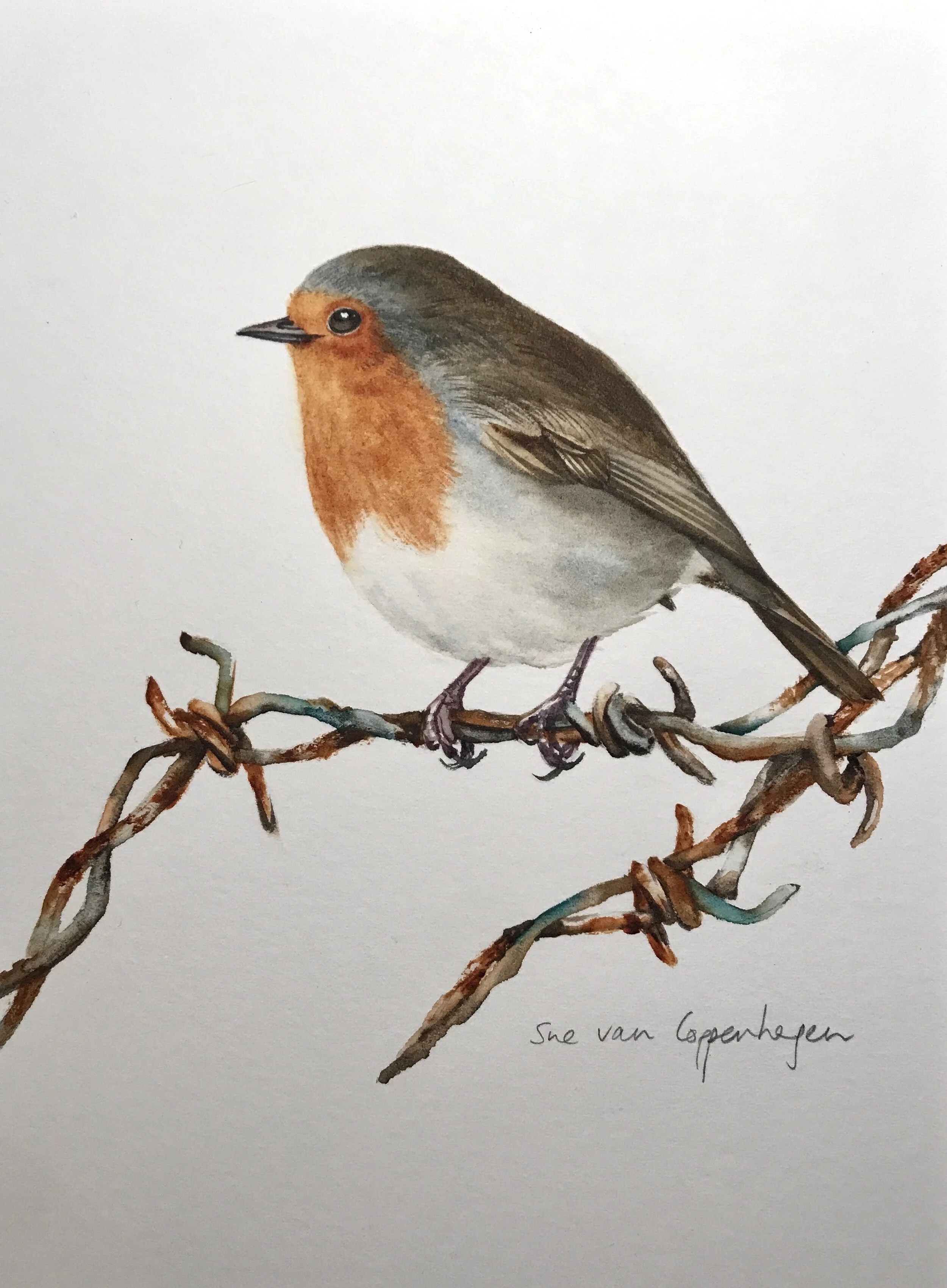 Sue van Coppenhagen's watercolour painting of a robin bird with a red breast perched on a strand of rusted barbed wire