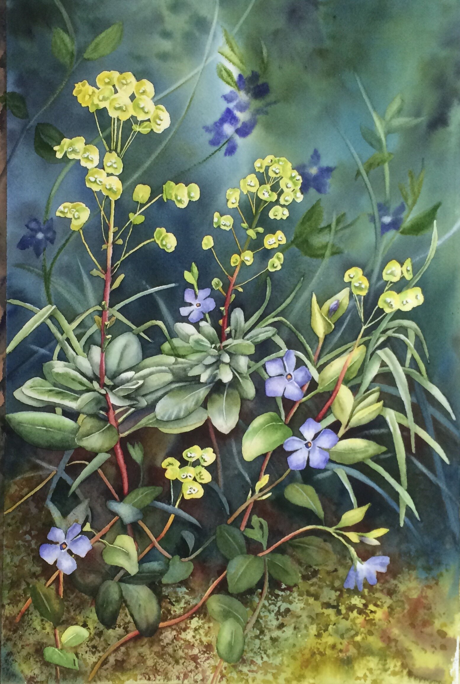 Award winning watercolour painting of yellow Euphorbia and blue periwinkle flowers on a dark green background